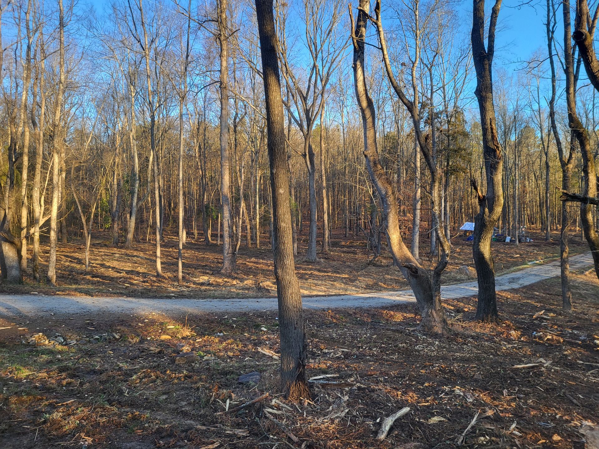 A dirt road in the middle of a forest with trees without leaves.