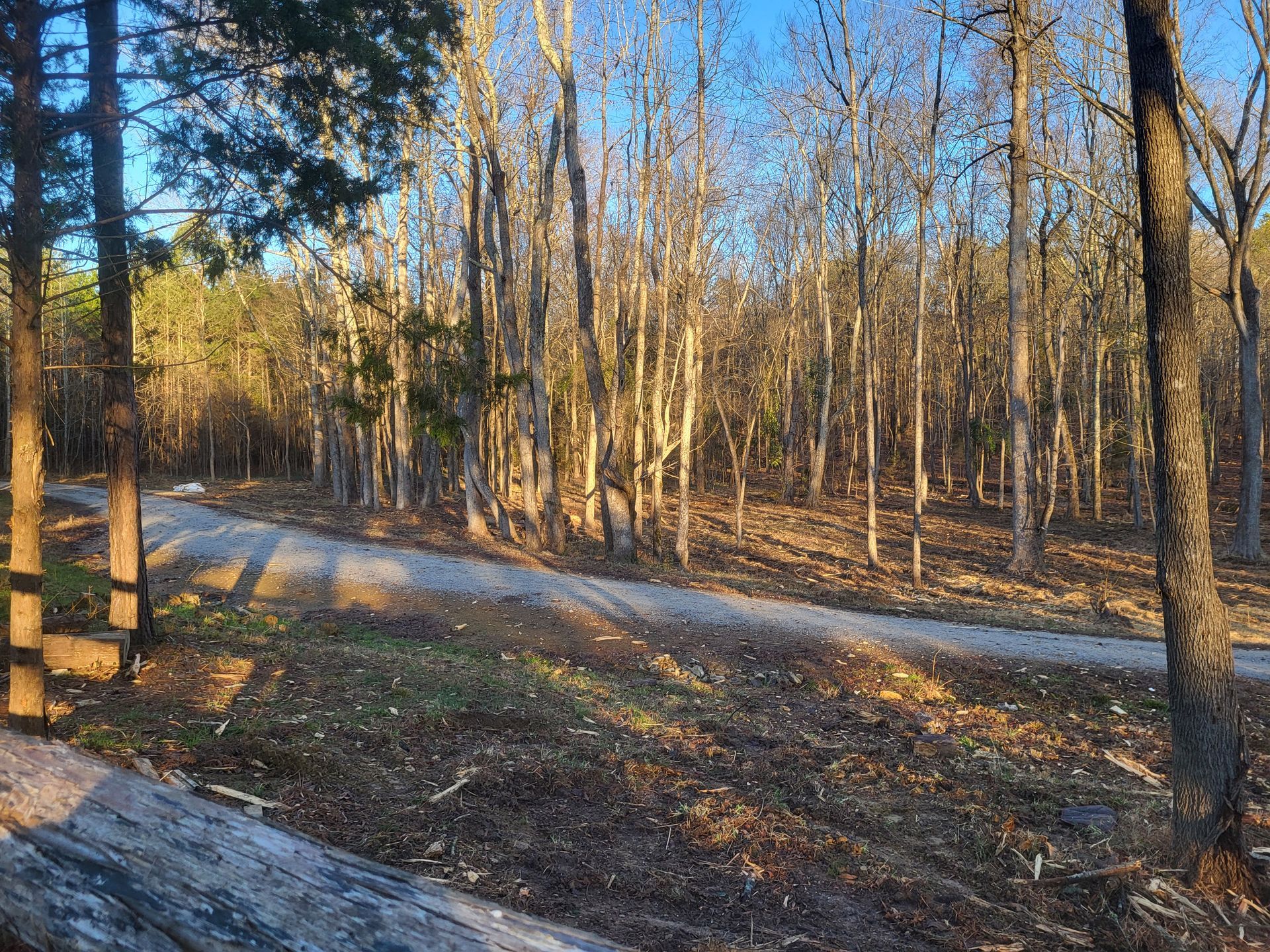 A dirt road in the middle of a forest with trees on both sides.