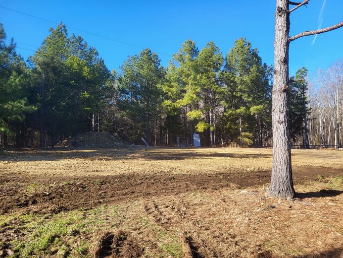 A tree in the middle of a field with trees in the background