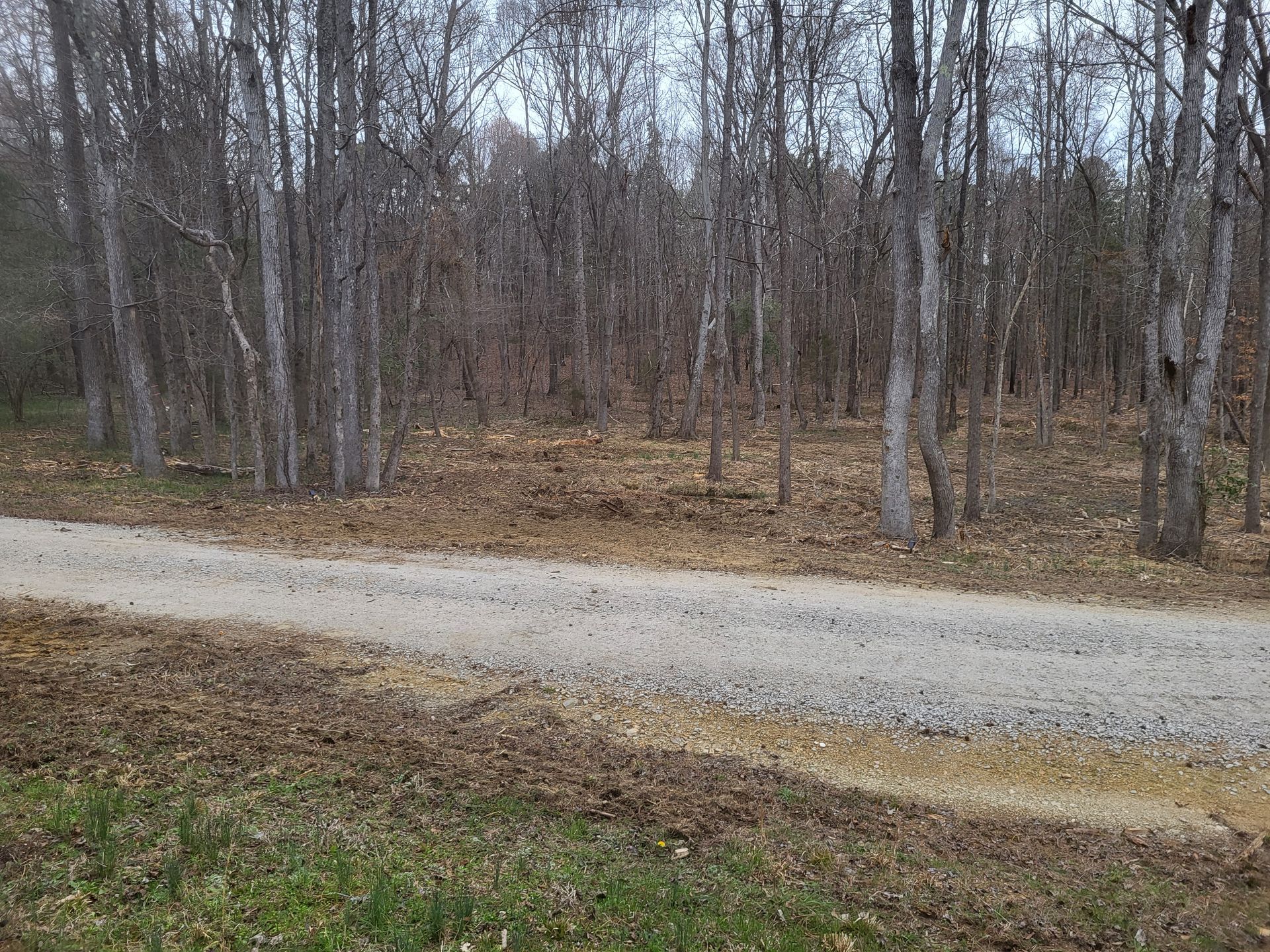 A dirt road going through a forest with trees on both sides.