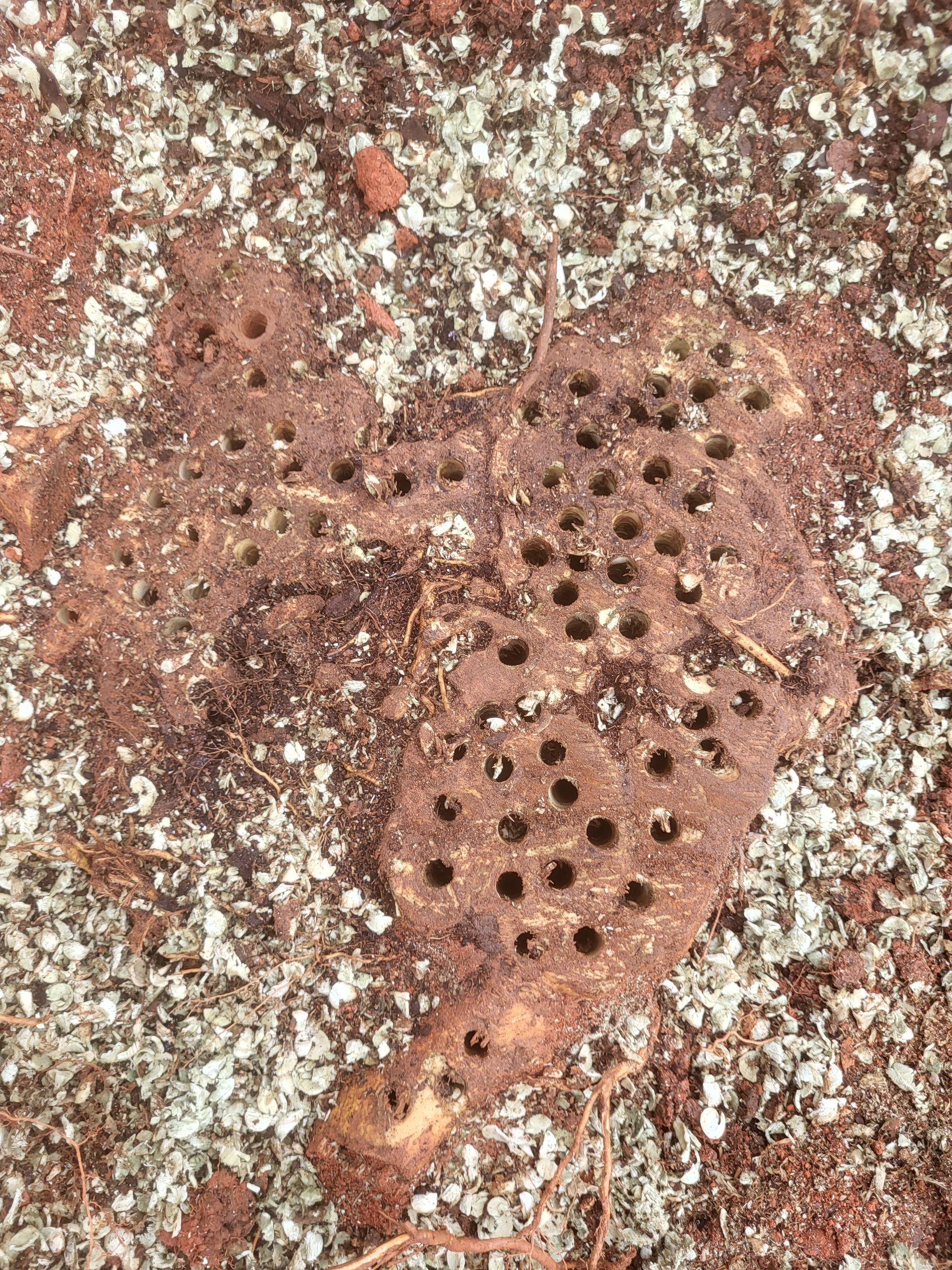 A close up of a rock with holes in it on the ground.