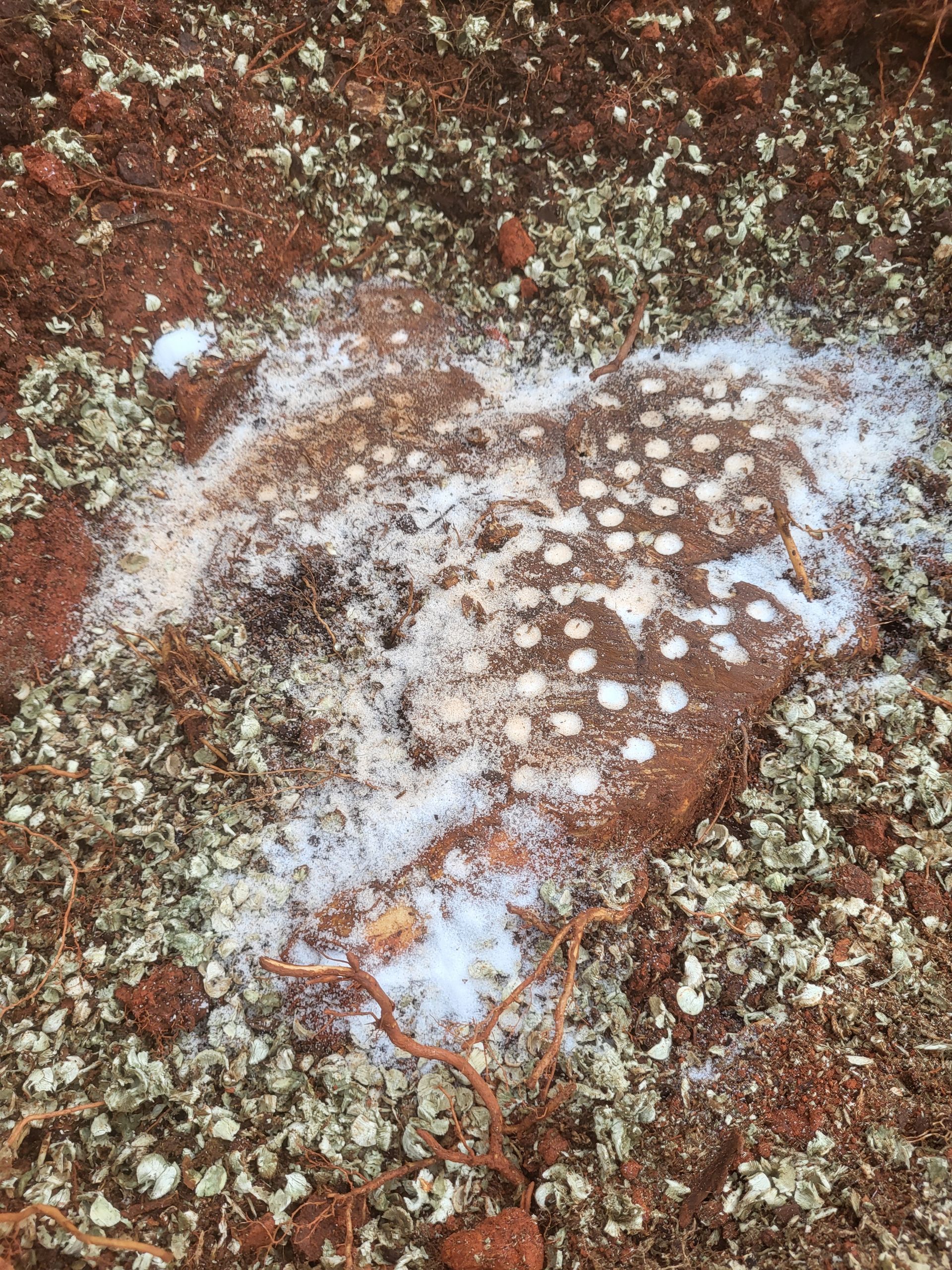 A close up of a pile of dirt with white spots on it.