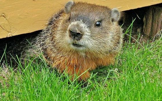 rodent pest control