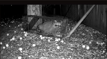 Rodent Control Services