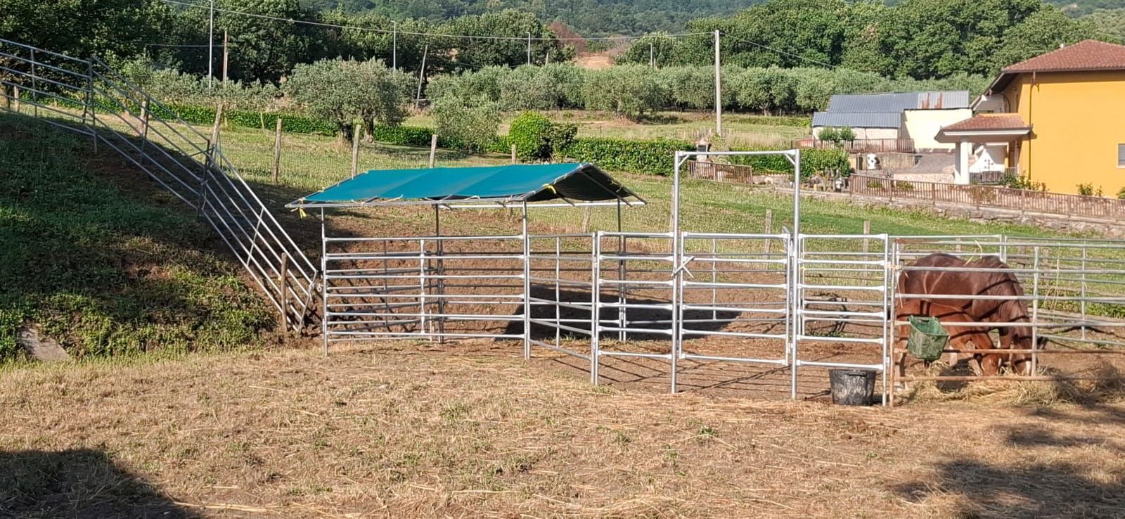 Fence per equini