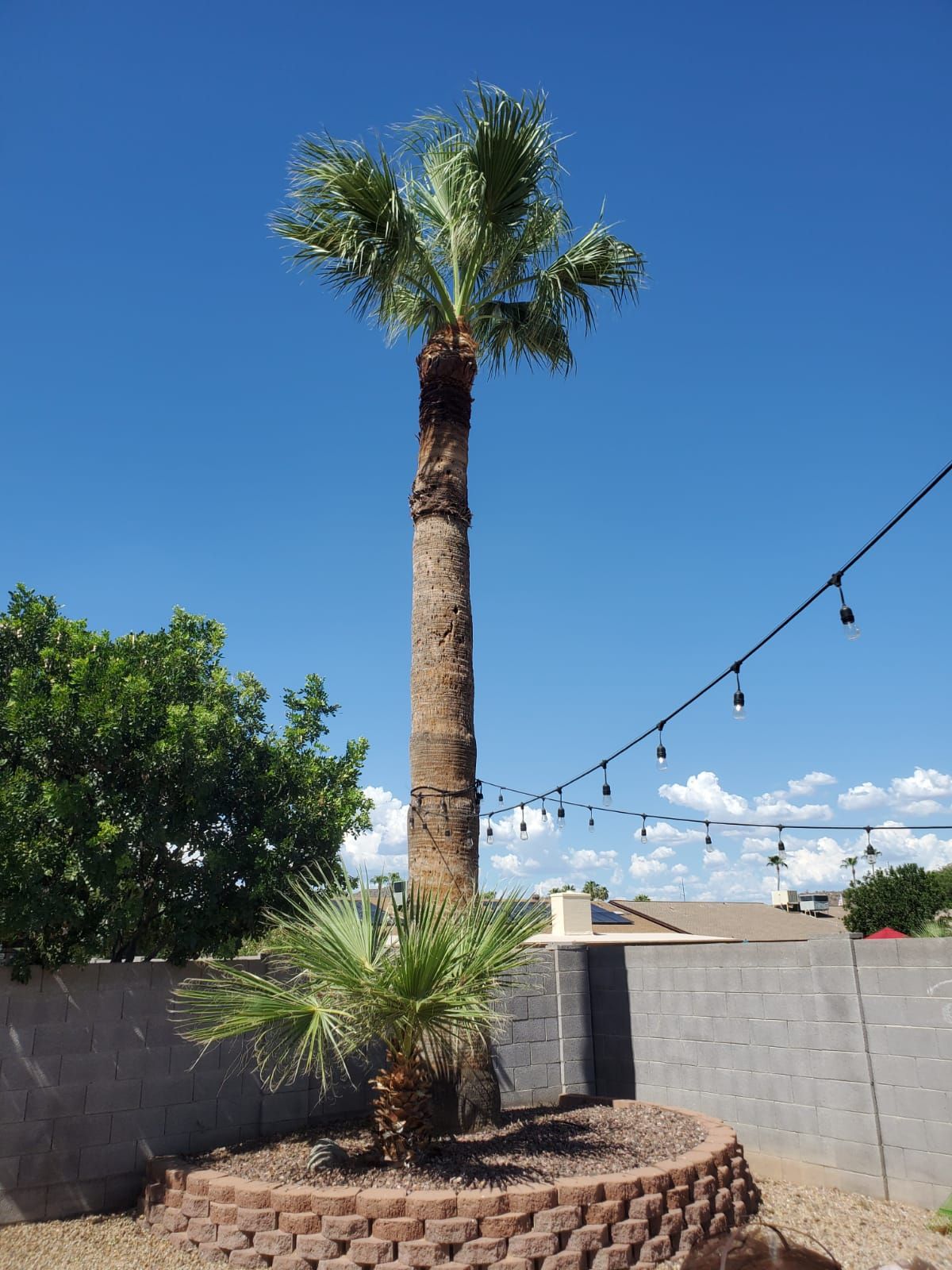 A palm tree in a backyard with a blue sky in the background