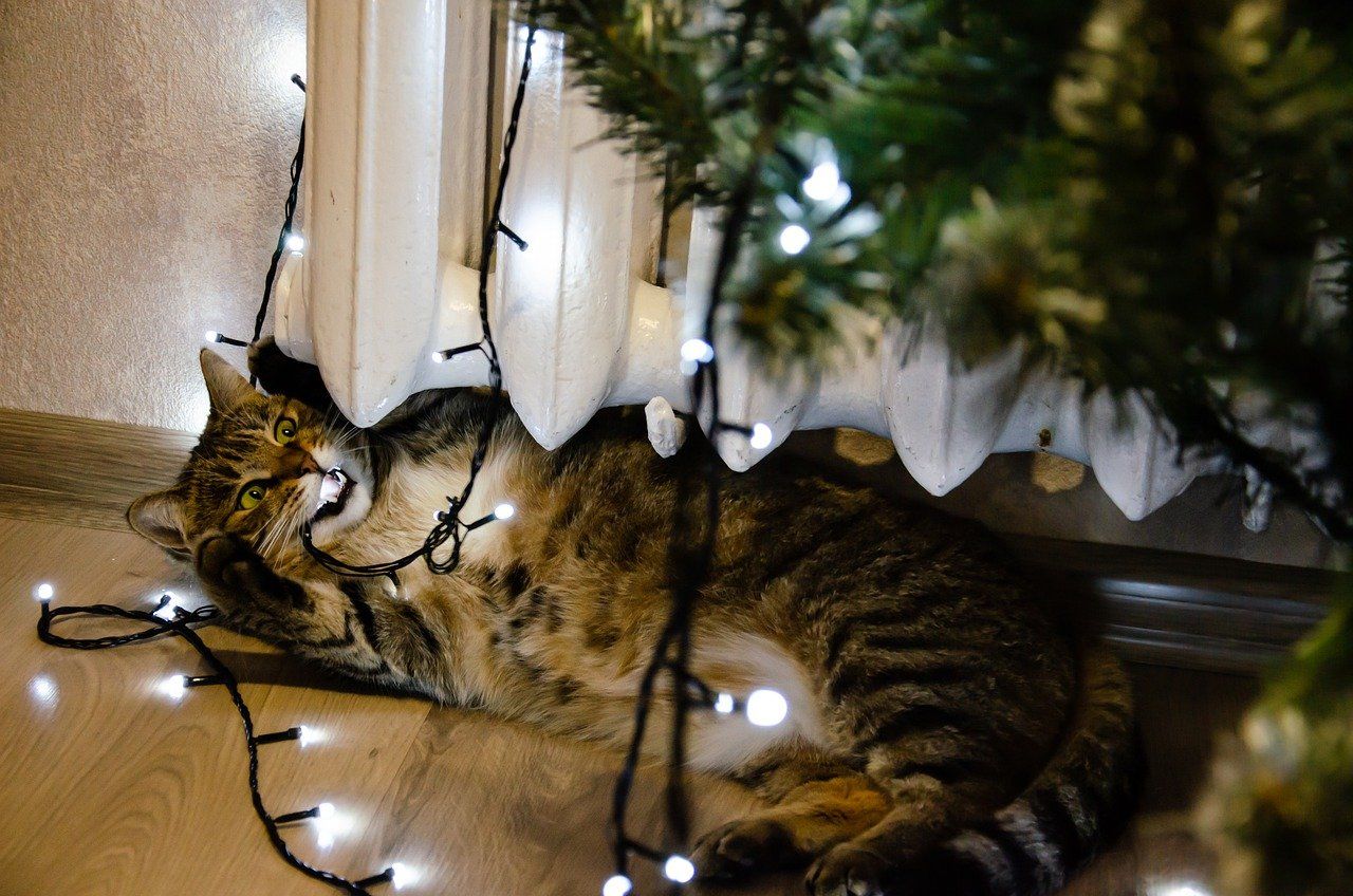 pets holiday decorations