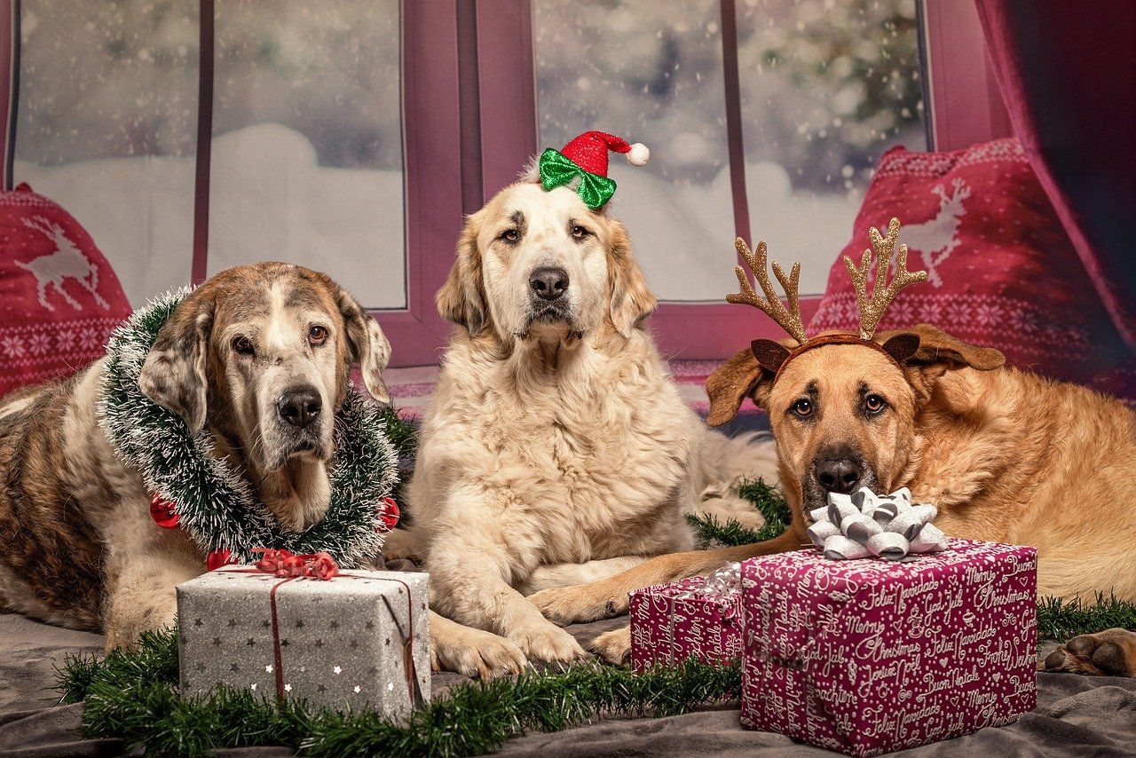 pets holiday safety
