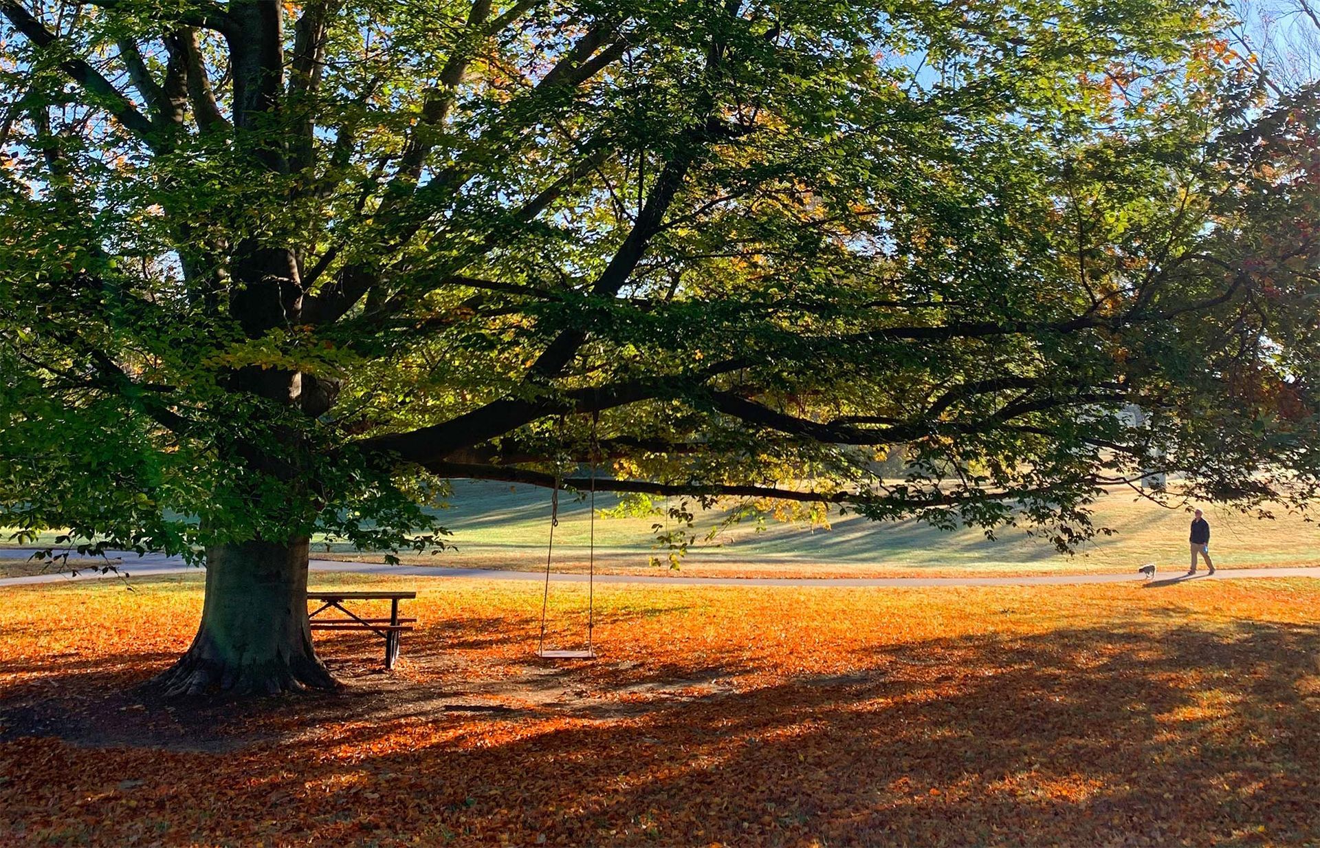 A person is walking a dog in a park under a tree.
