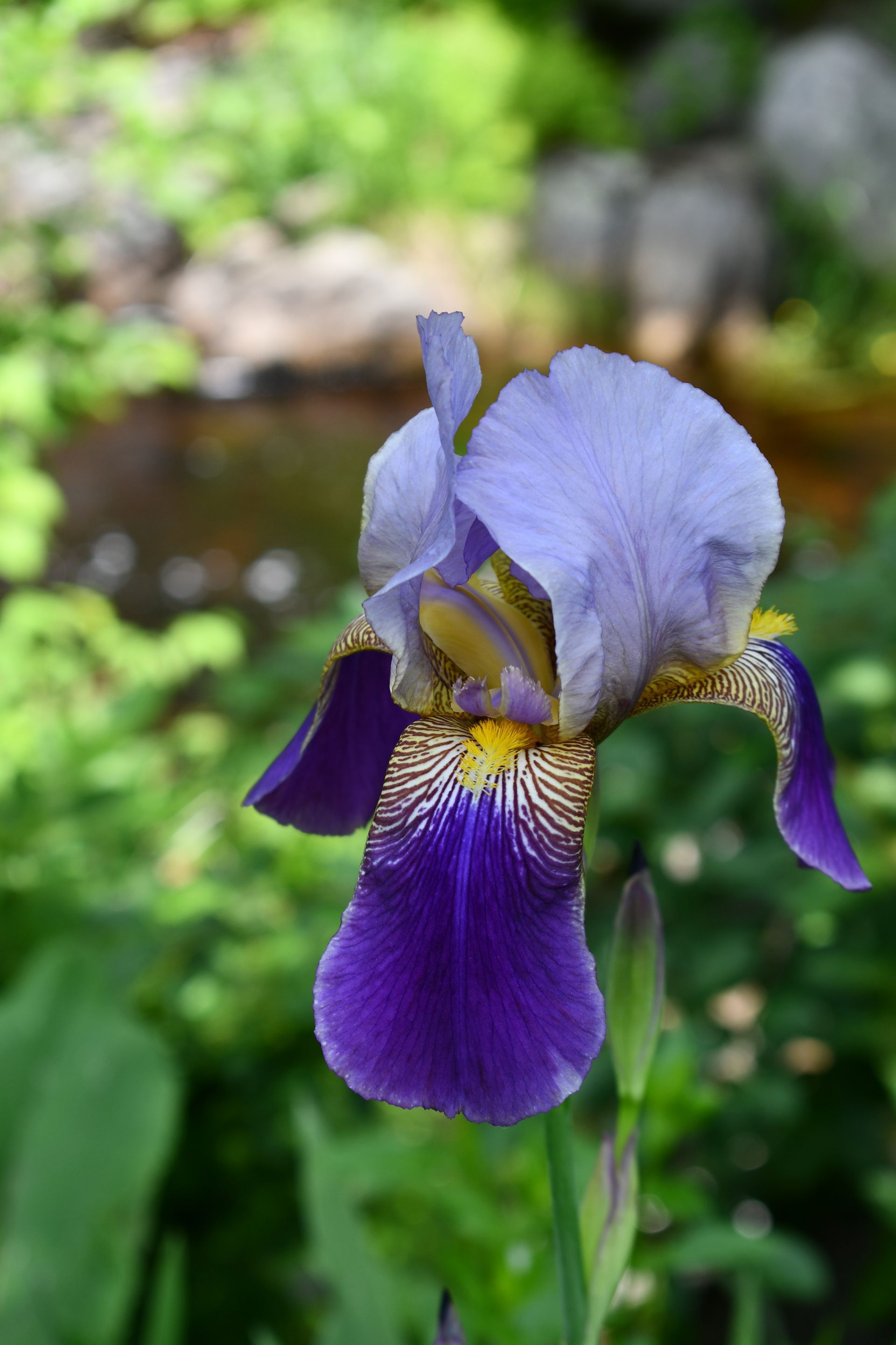 Giant irises bloom at Ostara's Grove flower farm in Lunenburg, Vermont
