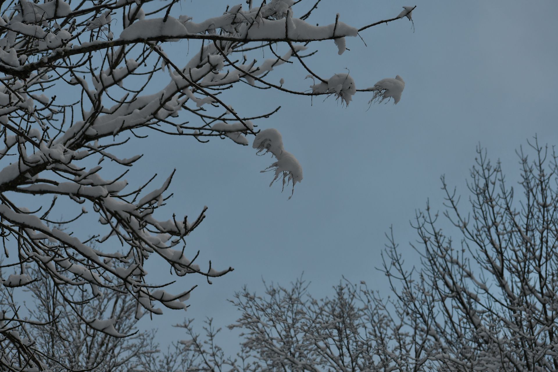 Snow piles on tree branches at Ostara's Grove, Vermont flower farm