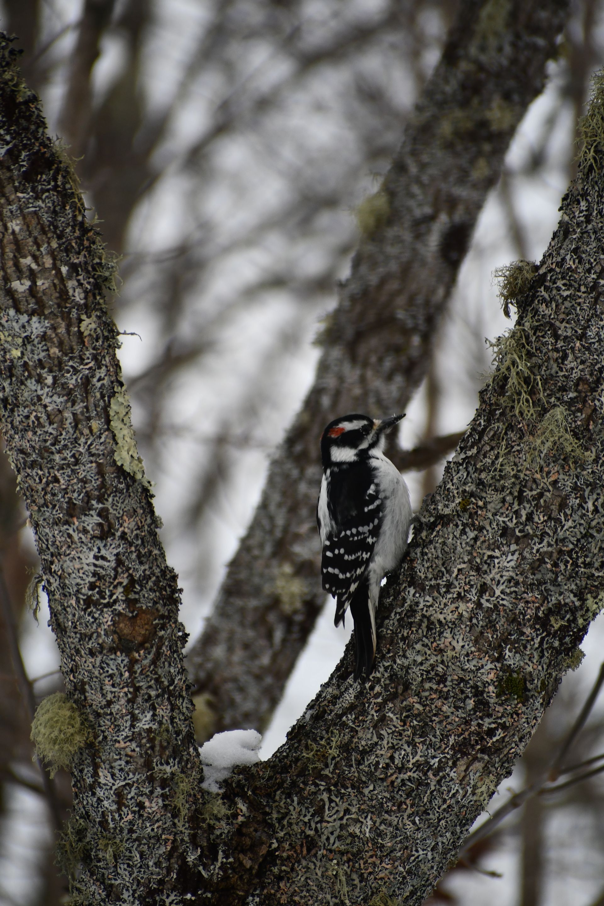 A hairy woodpecker climbs a tree at Ostara's Grove Flower farm in Vermont
