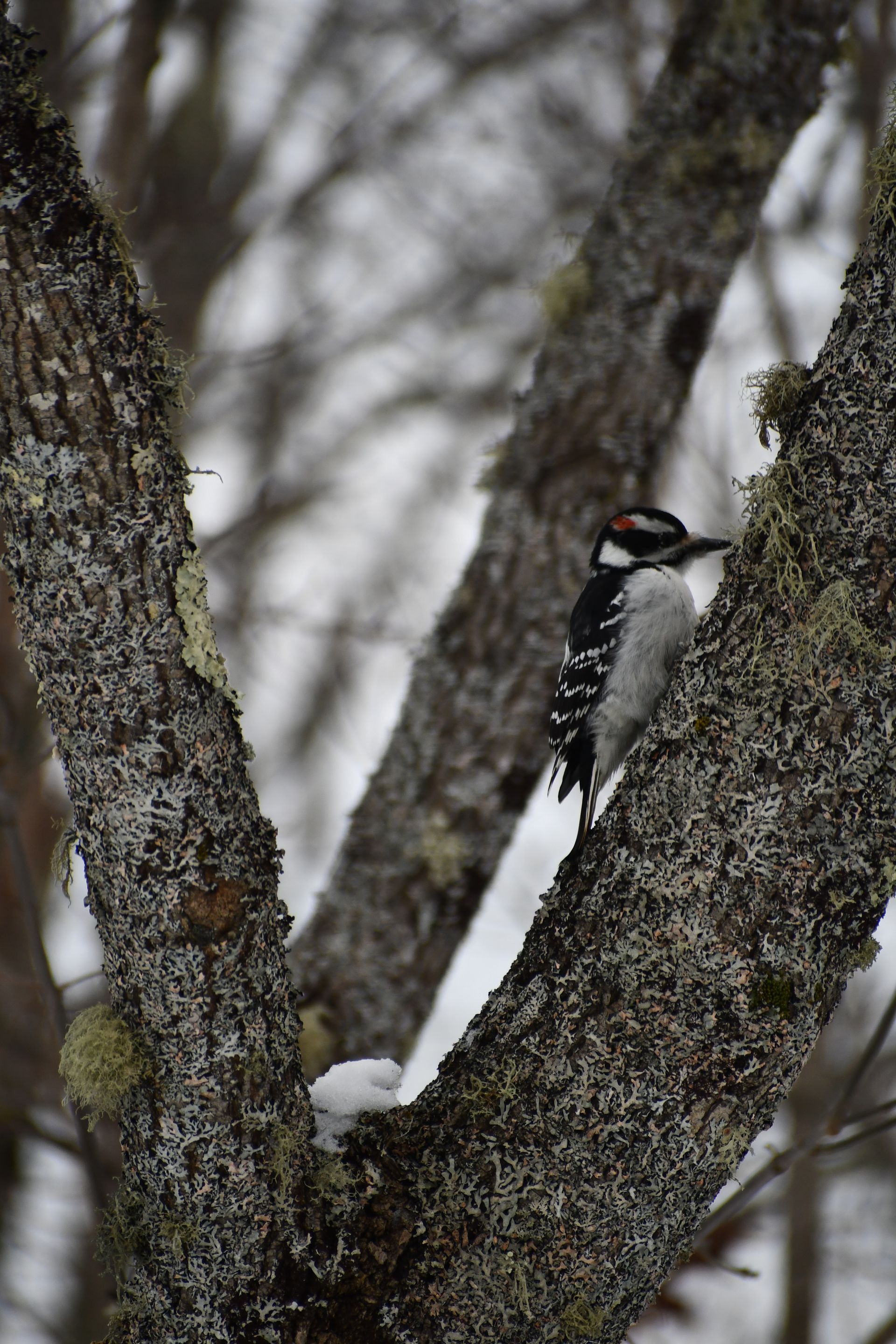 A hairy woodpecker clings to a tree at Ostara's Grove Flower Farm in Vermont