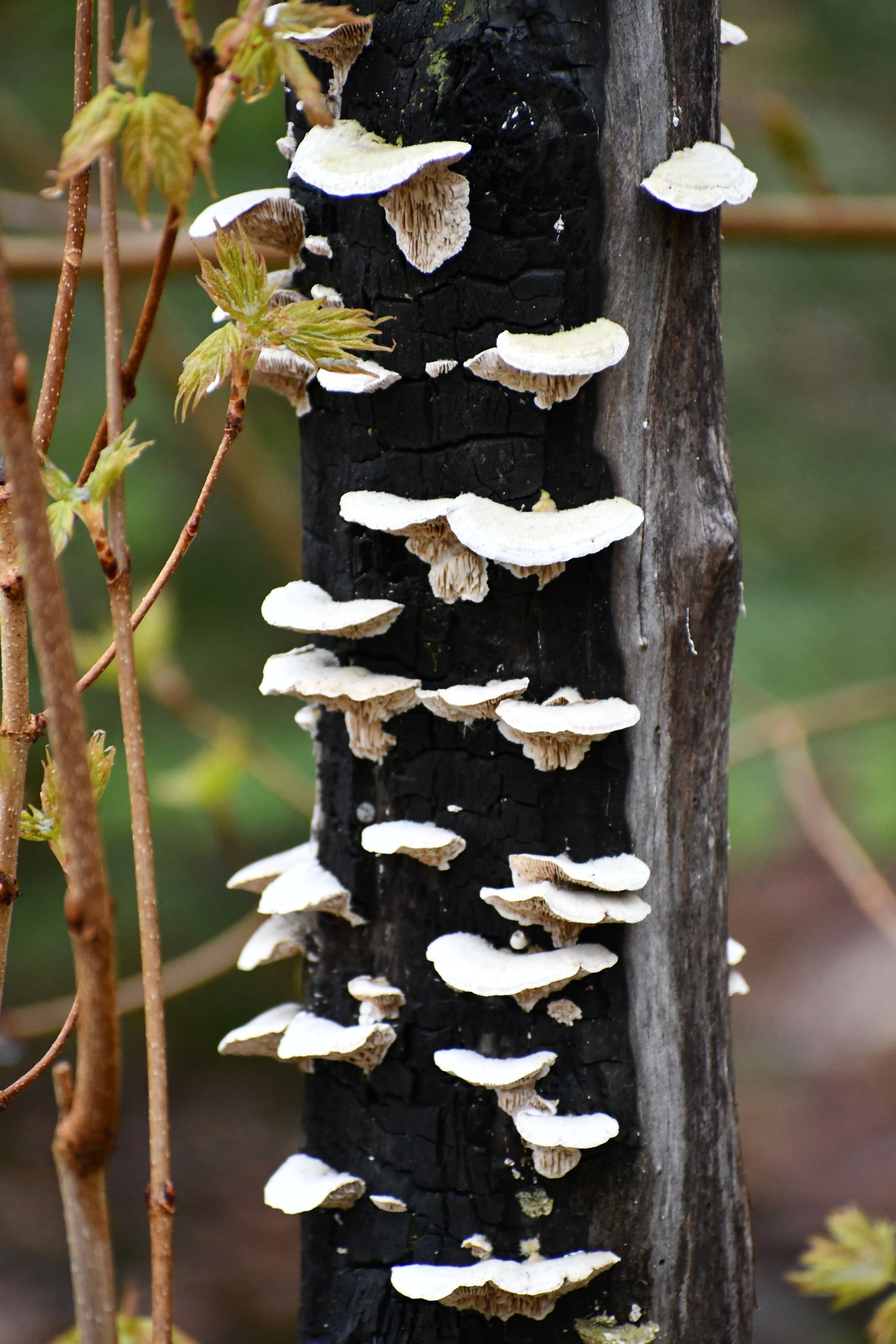 Mushrooms grow on a tree at Ostara's Grove, Vermont flower farm