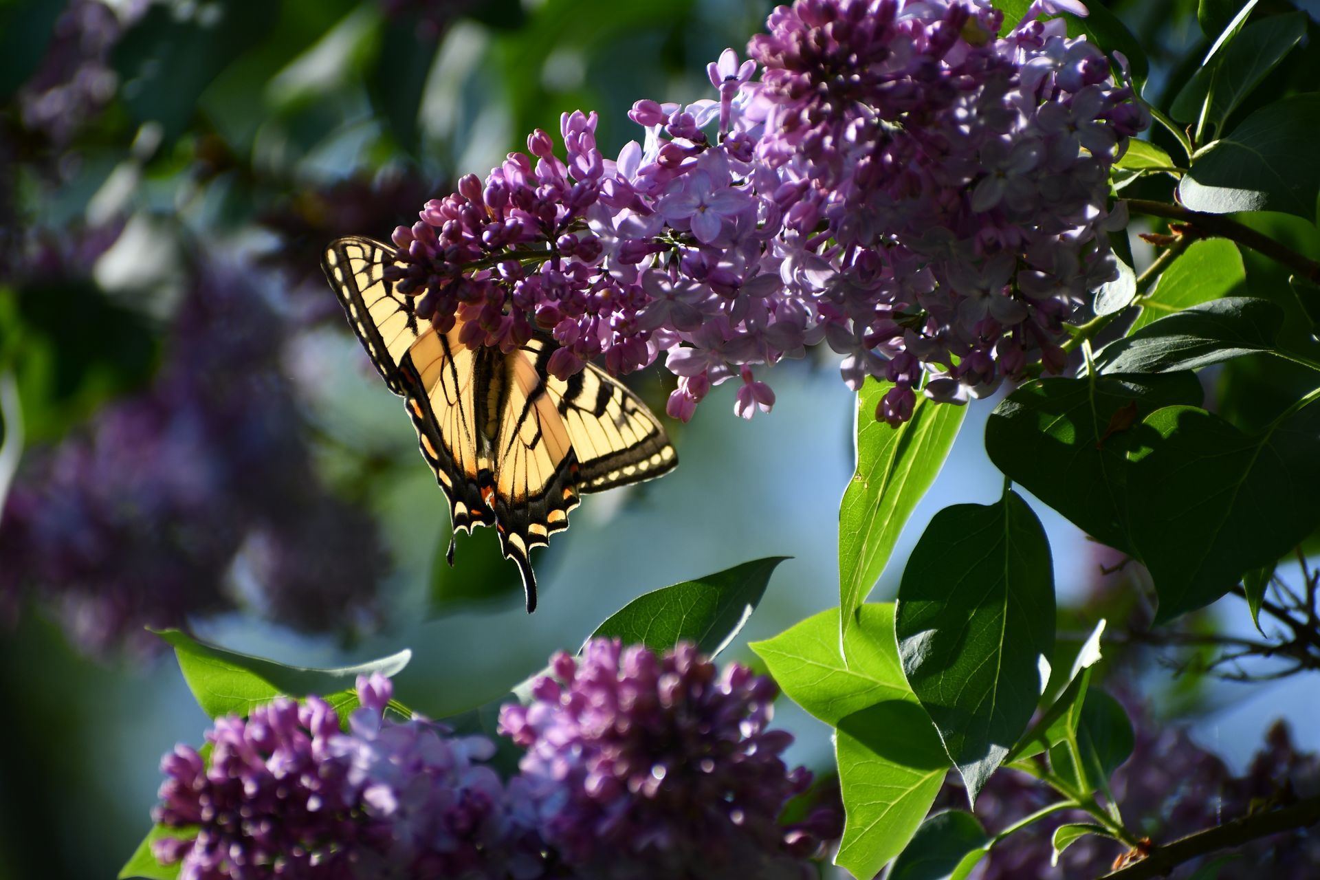 A Tiger Swallowtail butterfly gathers pollen from lilacs at Ostara's Grove Flower Farm Vermont