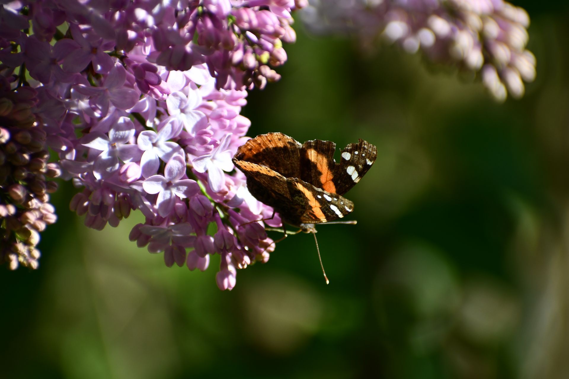 A red admiral butterfly feasts on lilacs at Ostara's Grove, Vermont flower farm