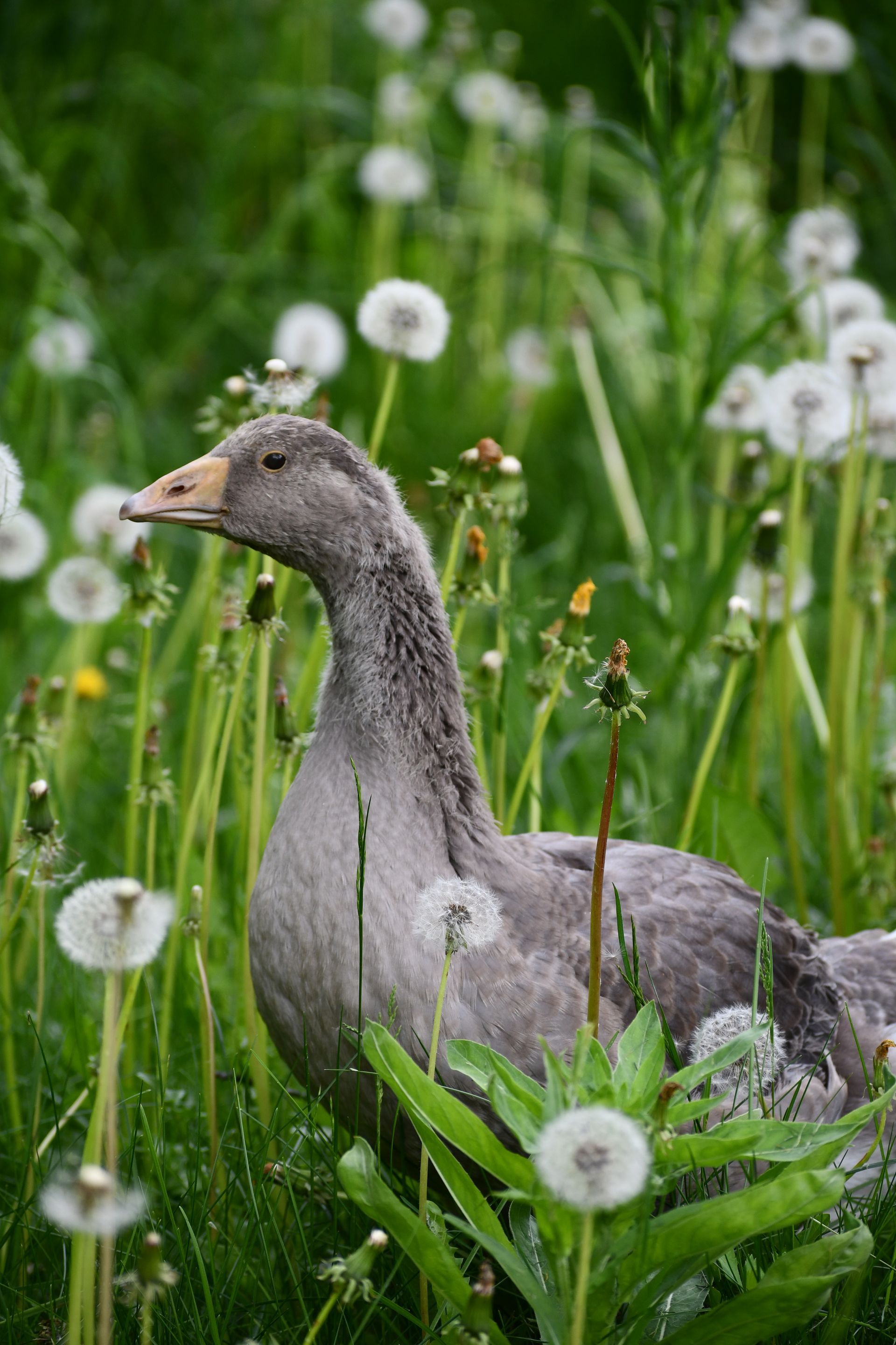 Goosey Lawless, the resident guard goose at Ostara's Grove, Vermont flower farm