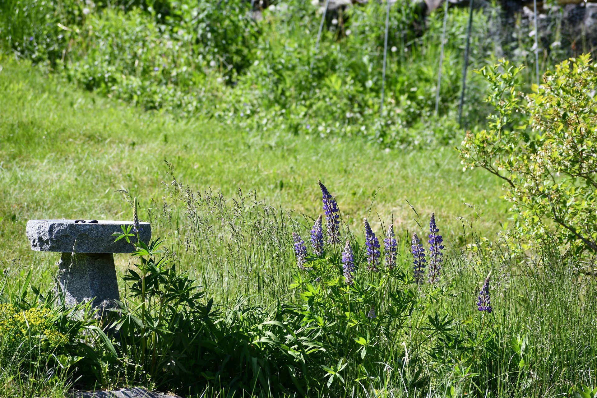 Lupines bloom near a bird bath at Ostara's Grove Flower Farm in Vermont