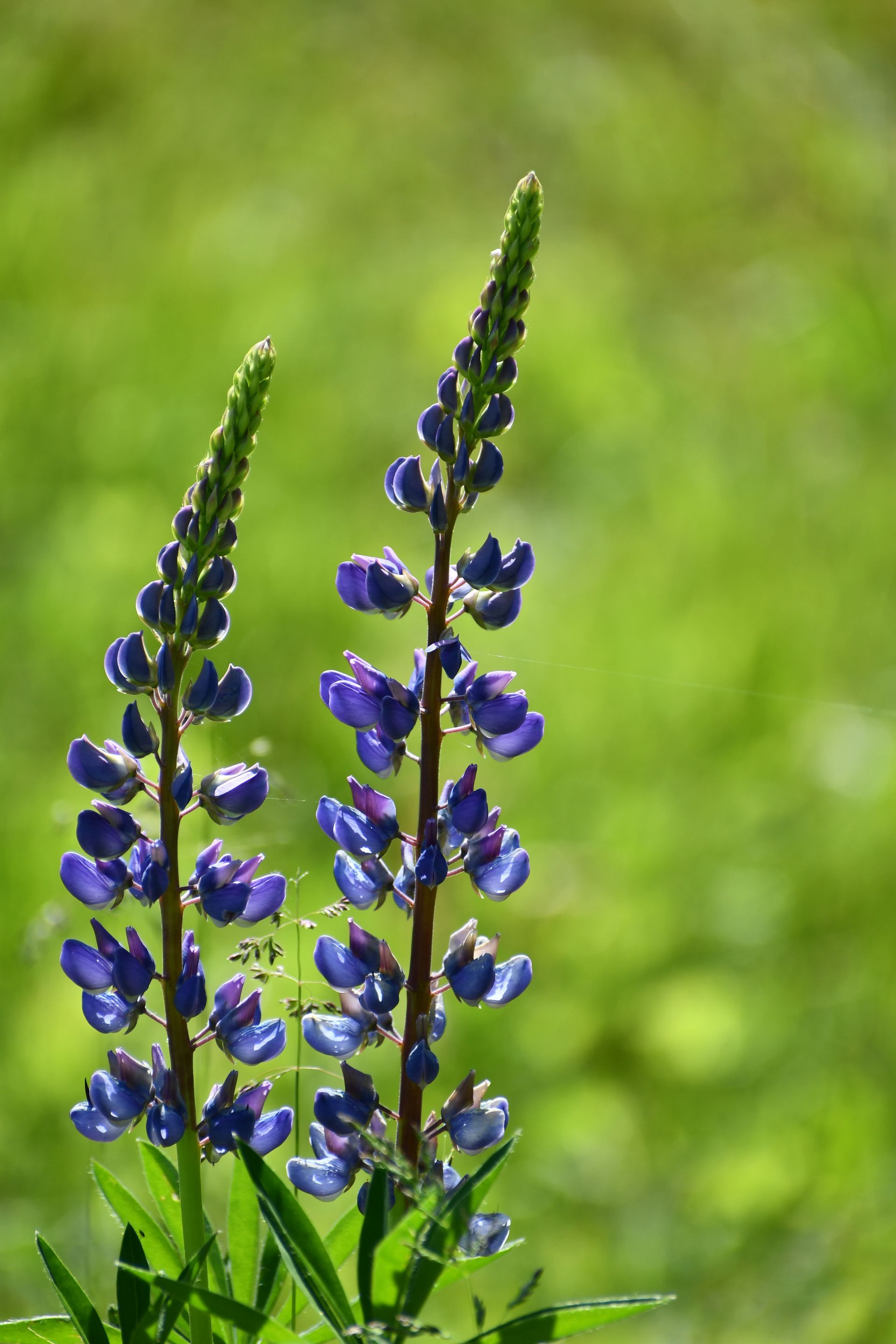 Lupine flowers in bloom at Ostara's Grove, Vermont flower farm in Lunenburg
