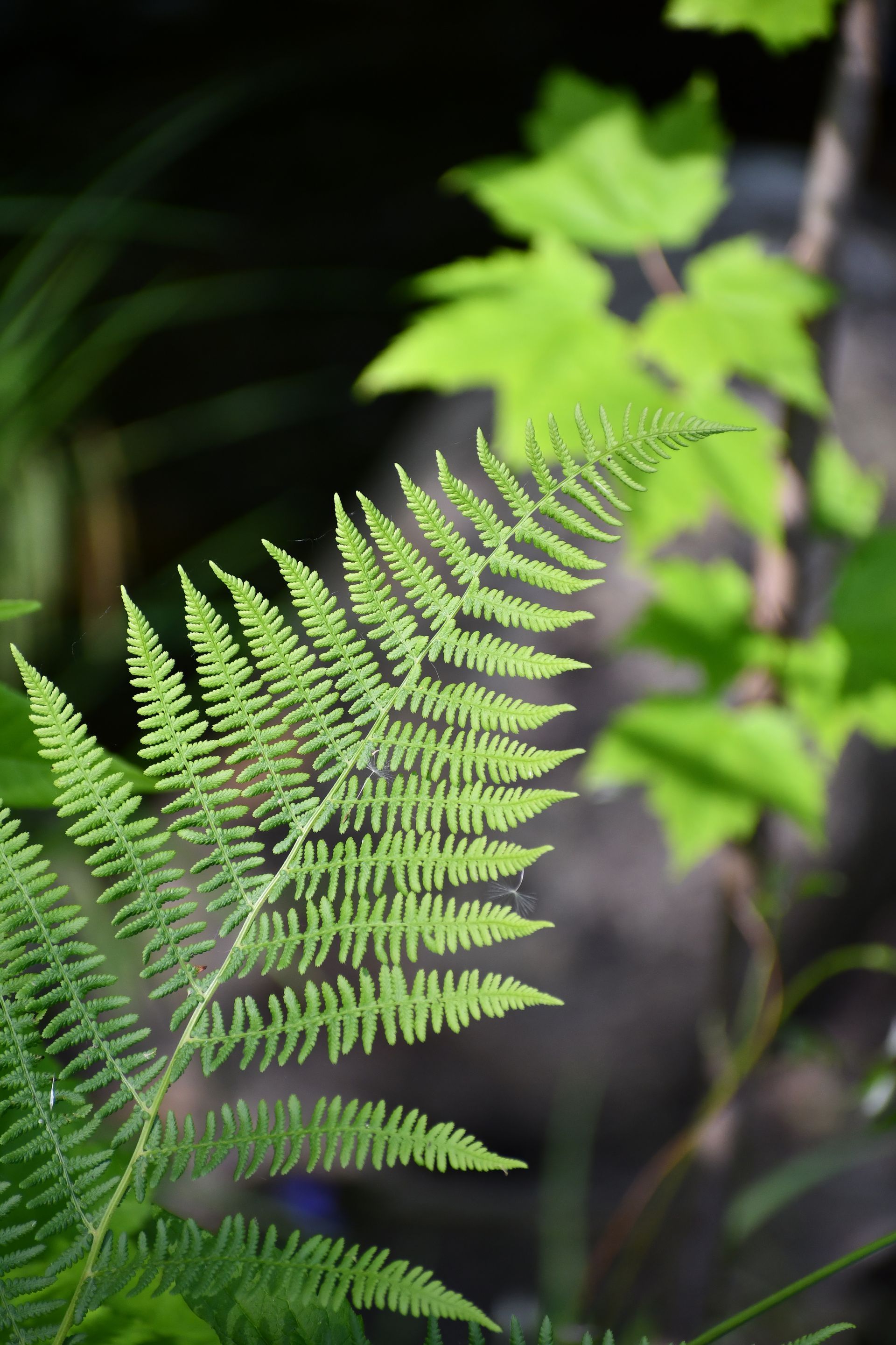Fern in bloom at Ostara's Grove, Vermont flower farm