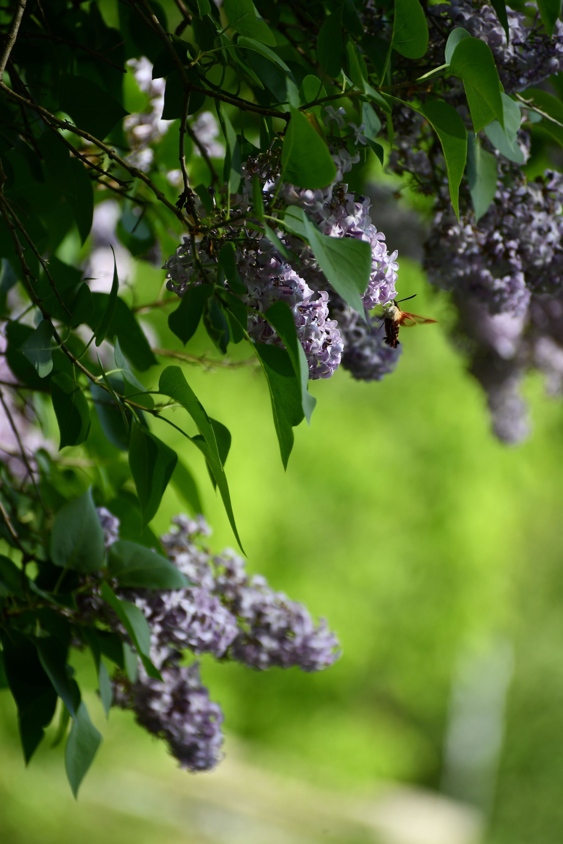  A sphinx moth gathers pollen from lilac flowers at Vermont flower farm, Ostara's Grove