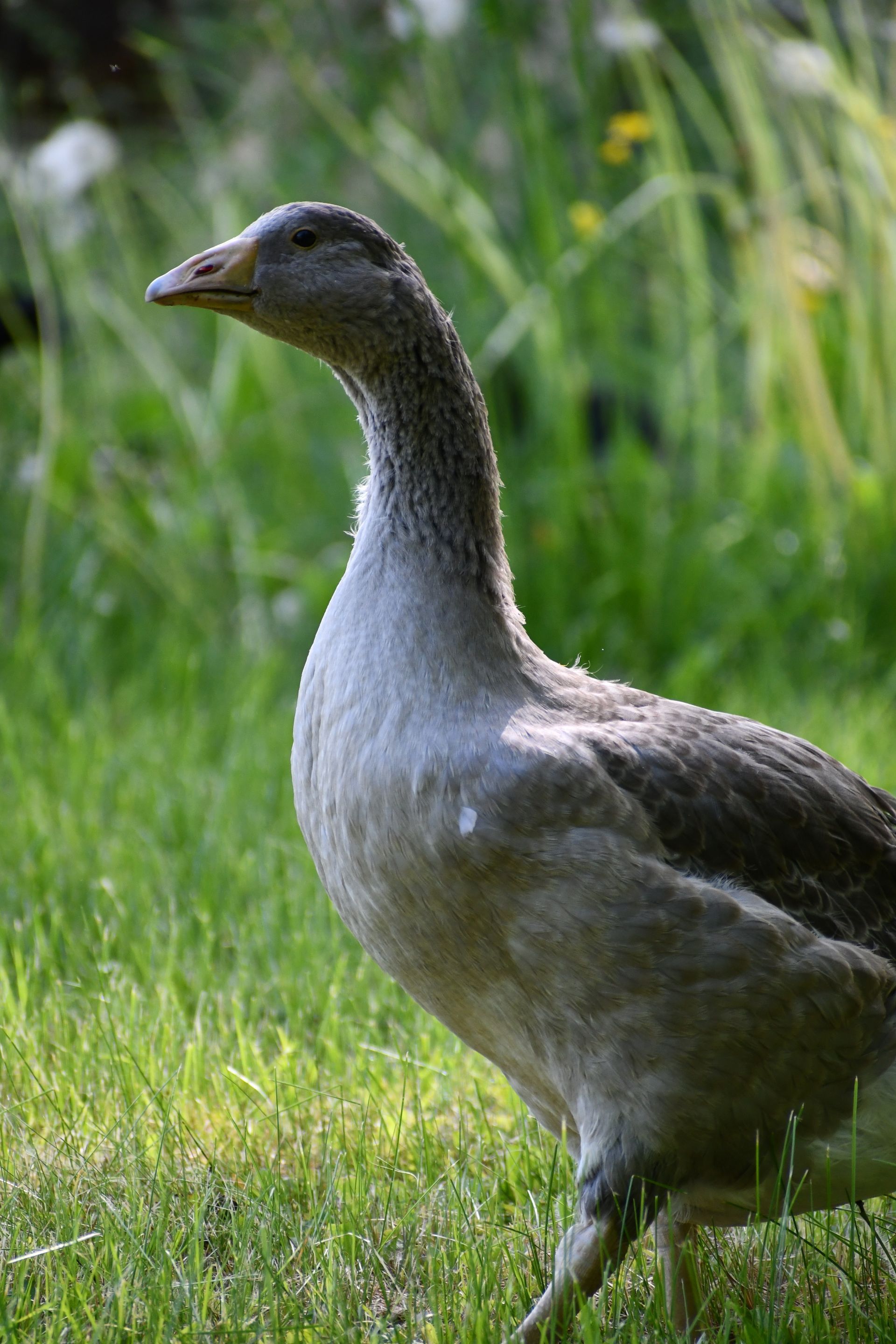 Resident roman tufted goose free ranges at Vermont flower farm, Ostara's Grove