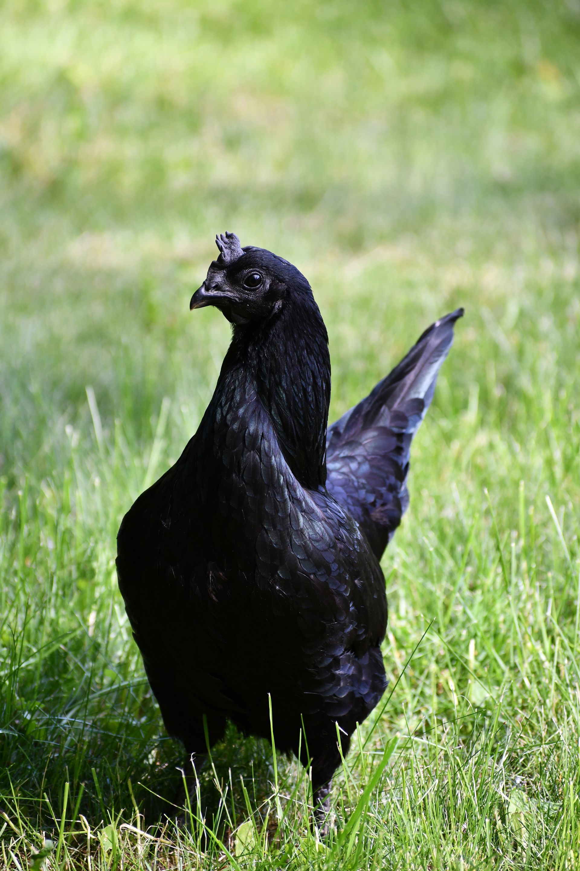 An ayam cemani chicken free ranges at Ostara's Grove, Vermont flower farm