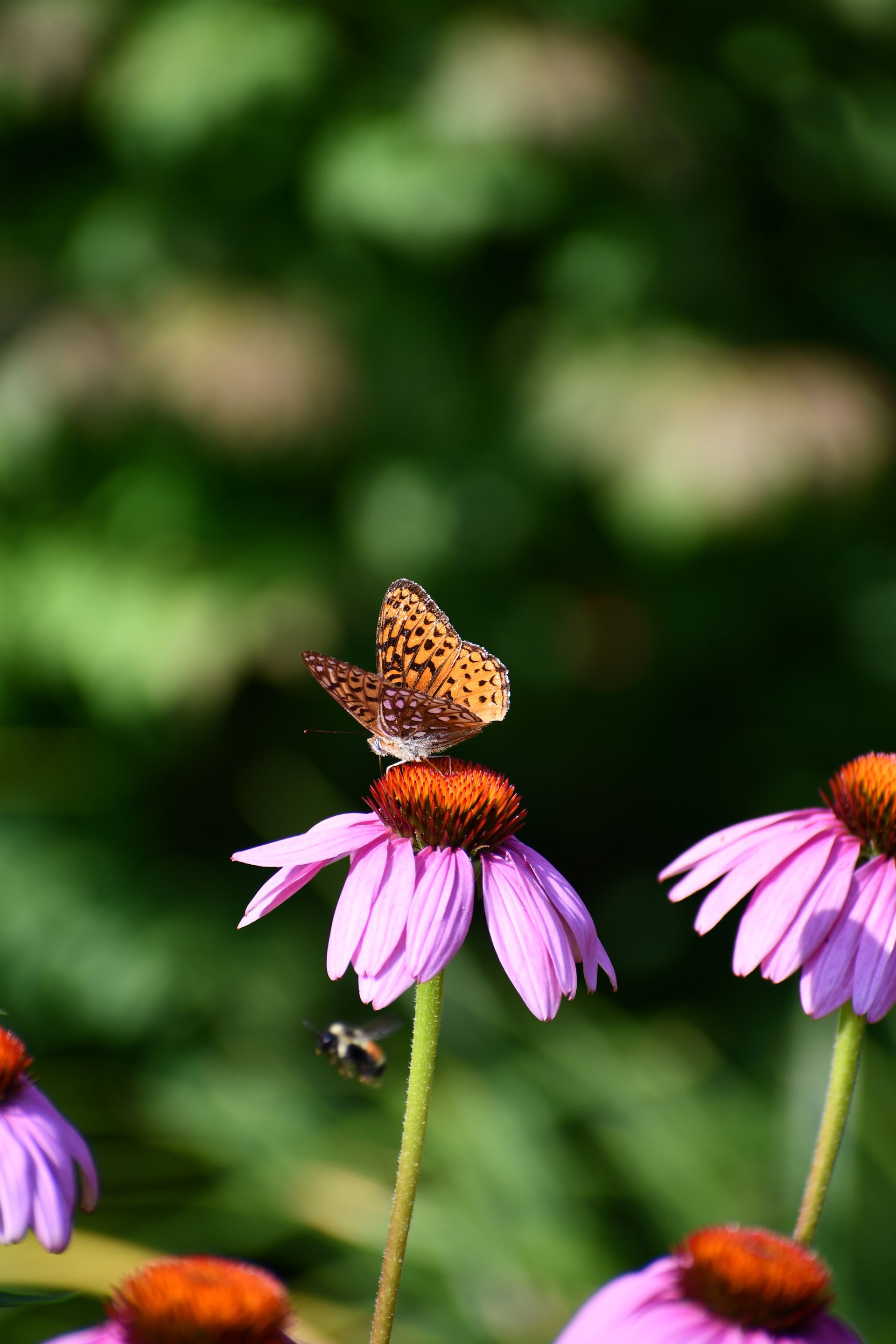 A fritillary butterfly on purple coneflower at Ostara's Grove, Vermont flower farm