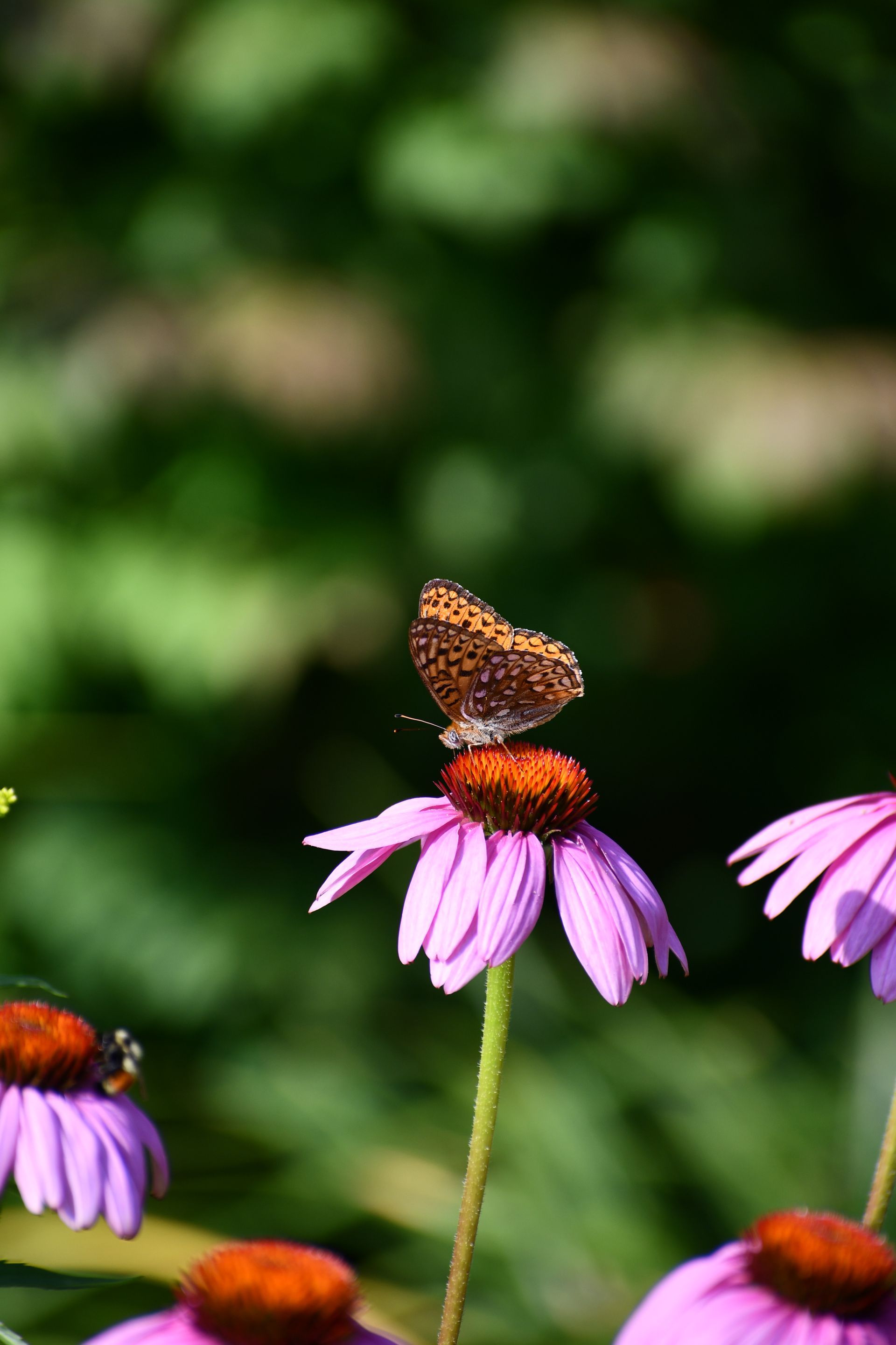 A fritillary gathers pollen from purple coneflowers at Ostara's Grove flower farm