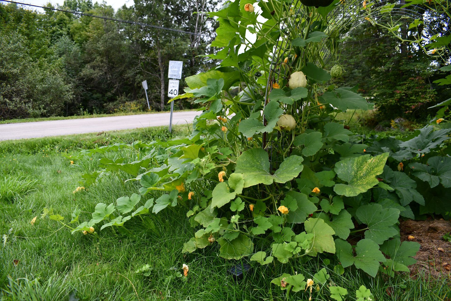 Pumpkins vine up the pumpkin trellis at Vermont pumpkin patch, Ostara's Grove