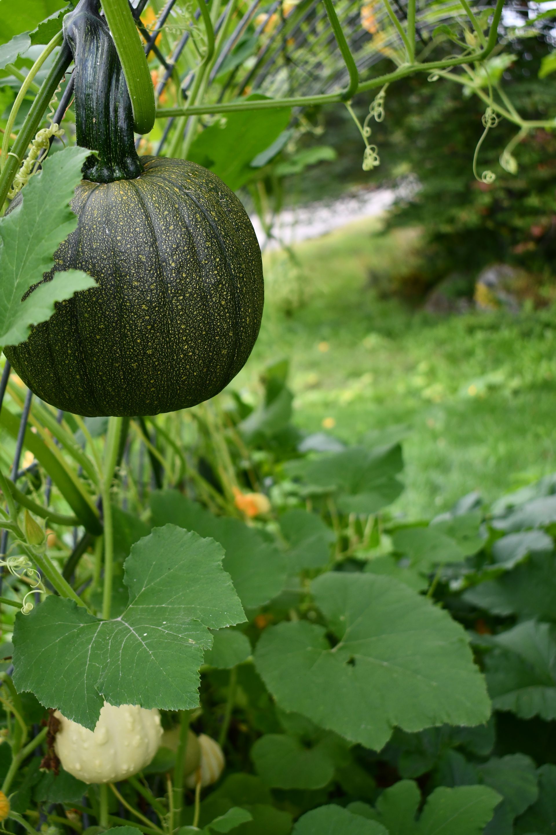 A pumpkin grows on a trellis at Vermont pumpkin patch, Ostara's Grove