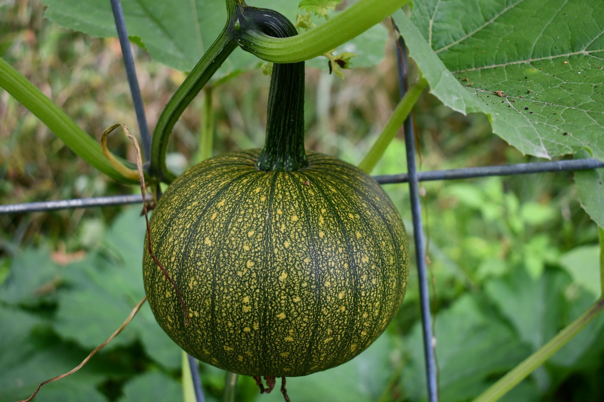 A pie pumpkin grows on the Ostara's Grove pumpkin trellis in Vermont