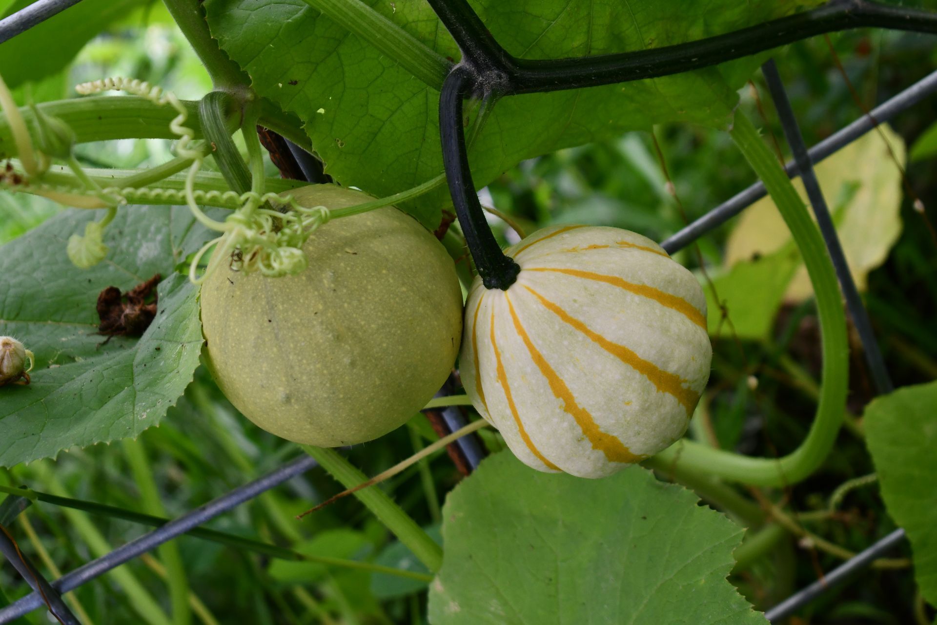Decorative mini gourds grow on the pumpkin trellis at Ostara's Grove, Vermont pumpkin patch