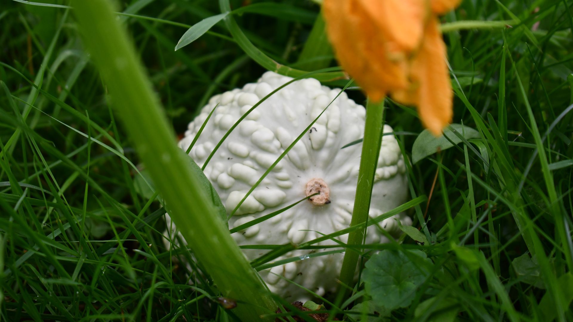 A small, warty gourd grows at Ostara's Grove pumpkin patch