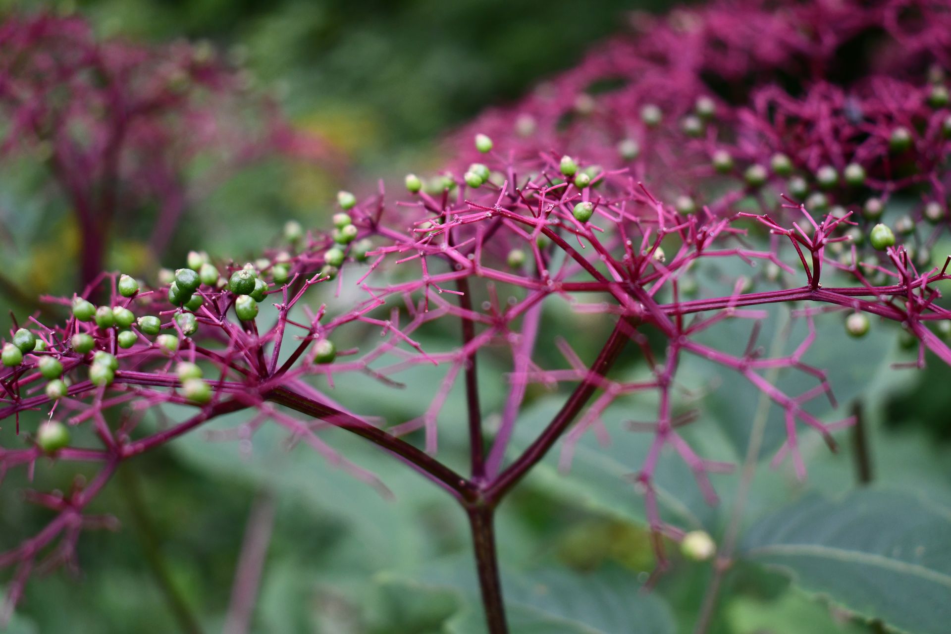 Elderberry bushes begin to fruit at Ostara's Grove, Vermont flower farm