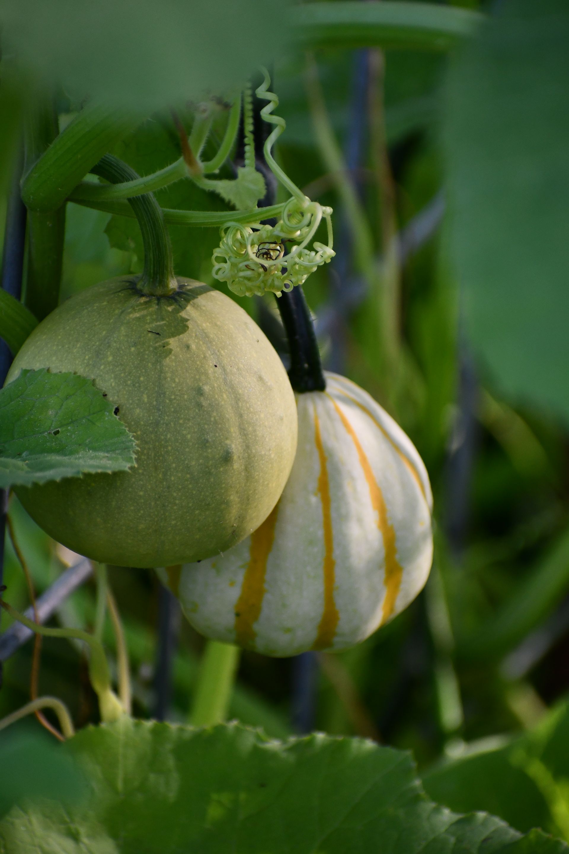 Mini decorative gourds grow on the pumpkin trellis at Vermont Pumpkin patch, Ostara's Grove