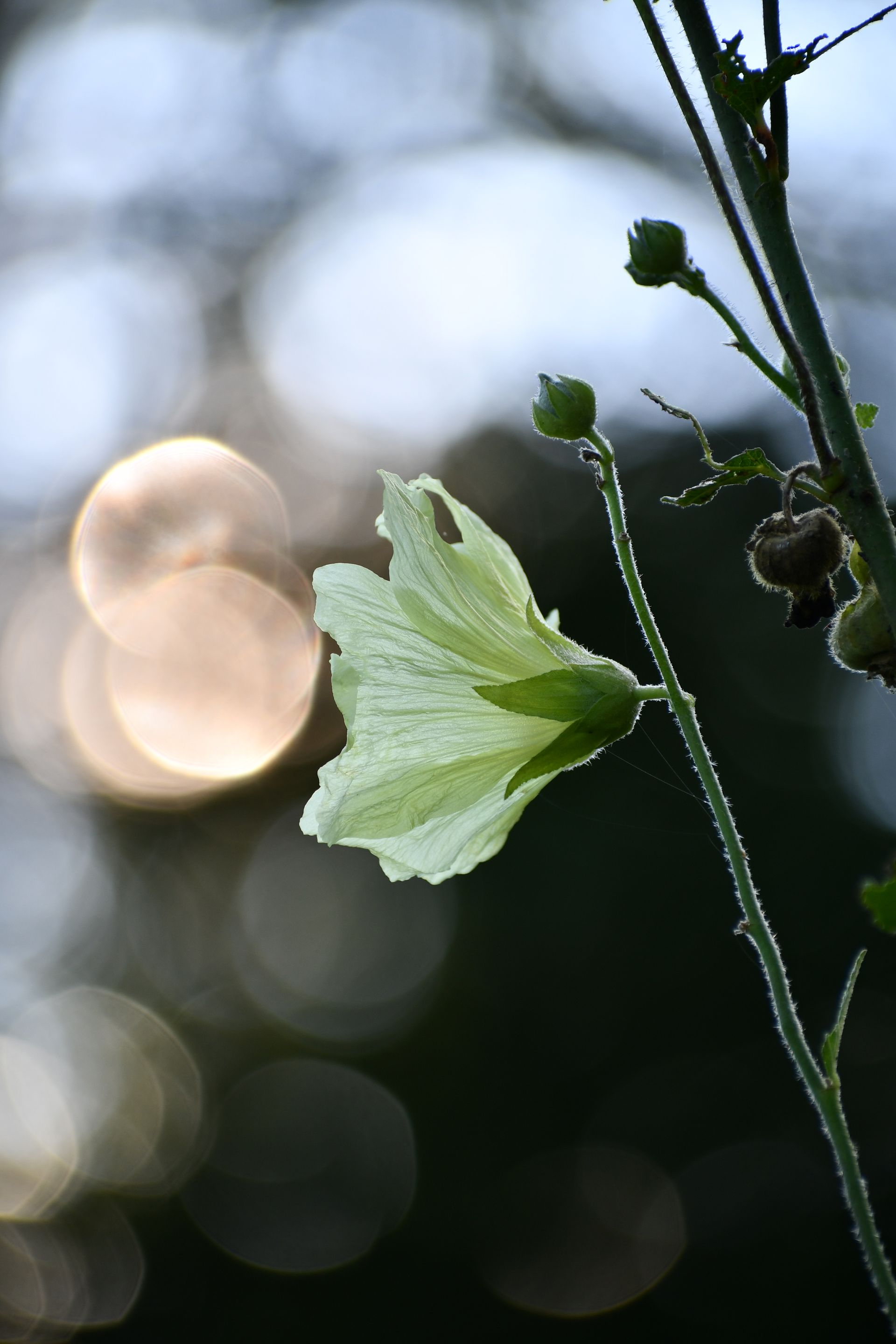 A beautiful flower in bloom at Ostara's Grove, Vermont flower farm