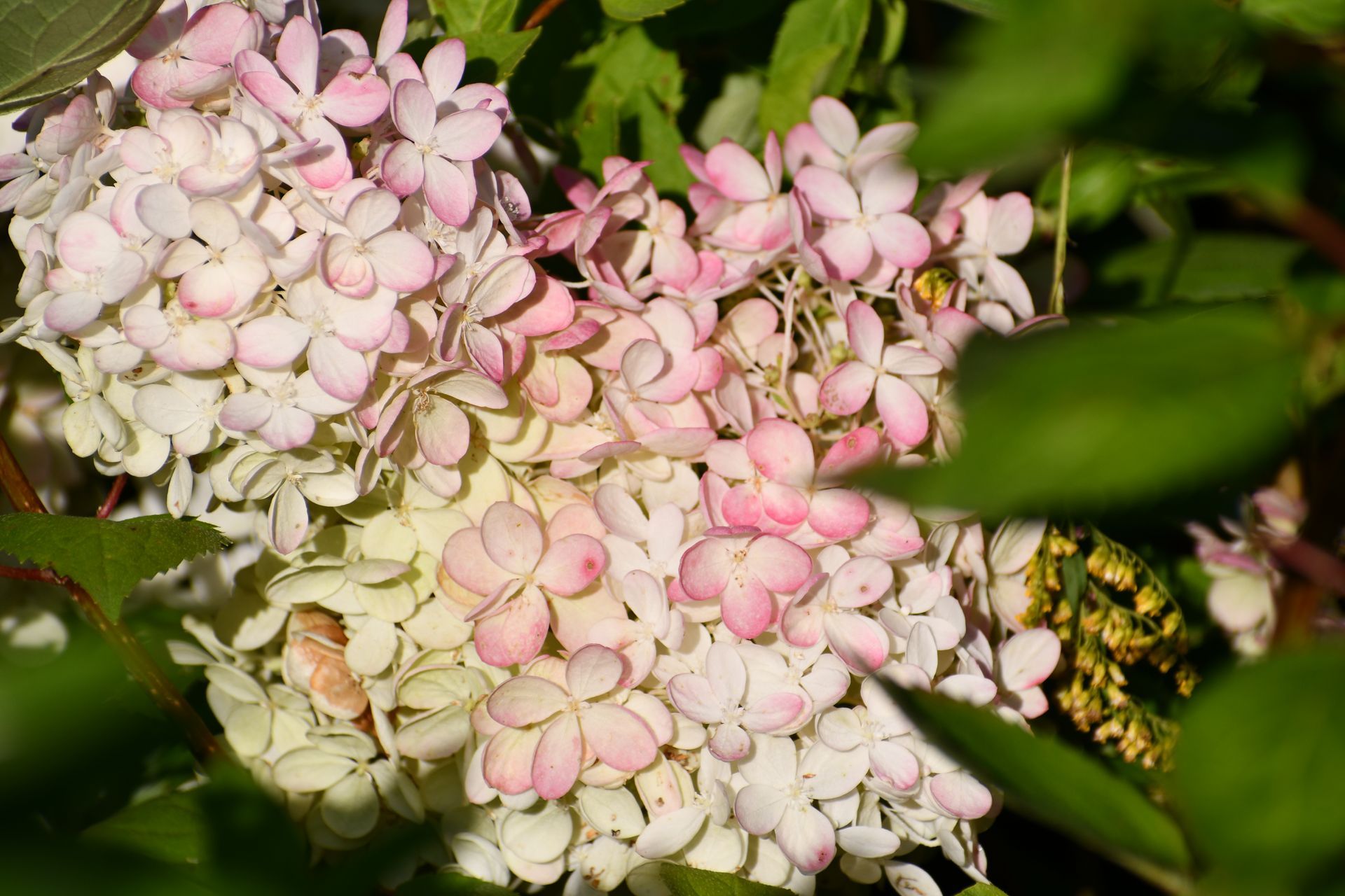 Pink hydrangeas in bloom at Ostara's Grove, Vermont flower farm