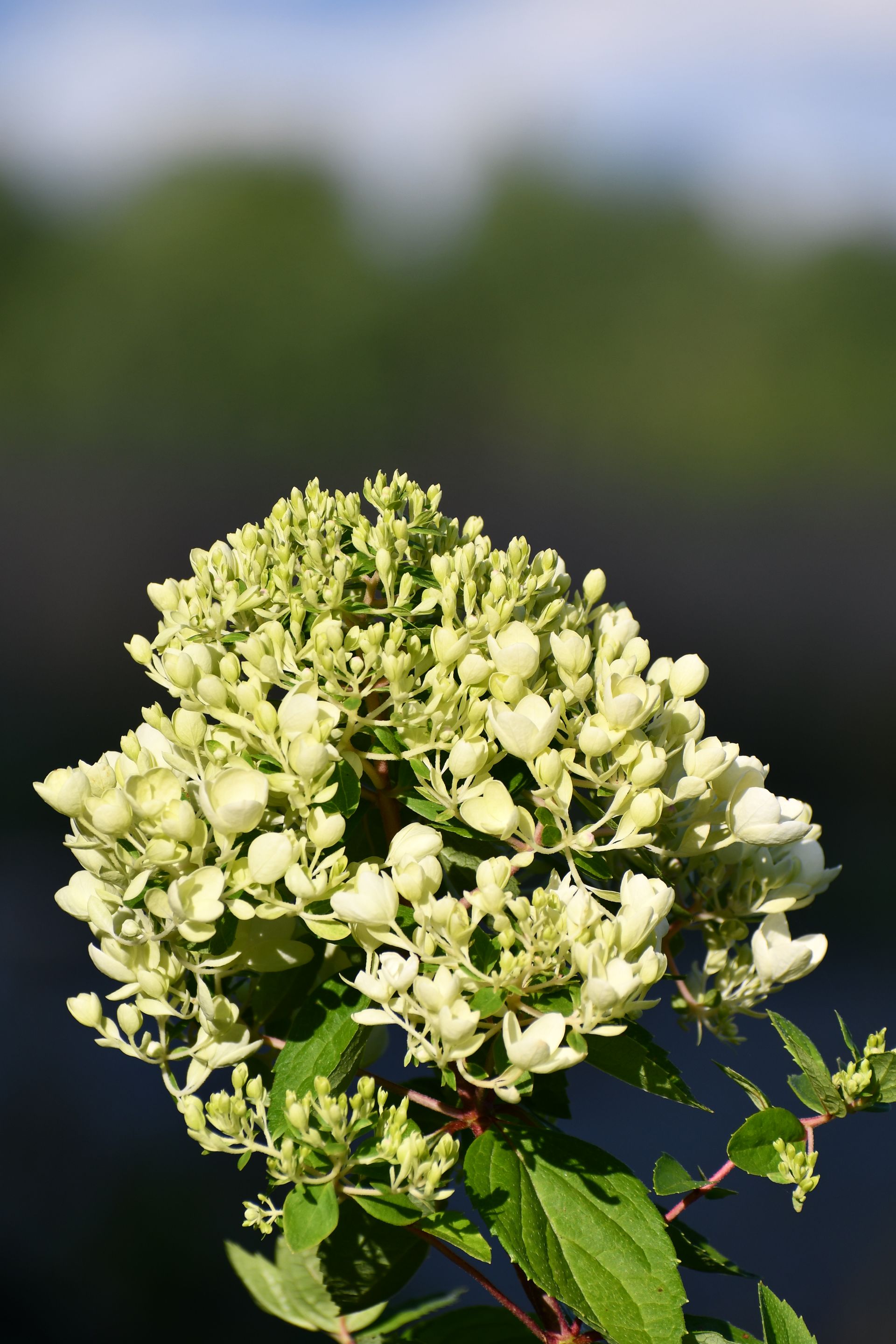 Green hydrangeas in bloom at Ostara's Grove, Vermont flower farm
