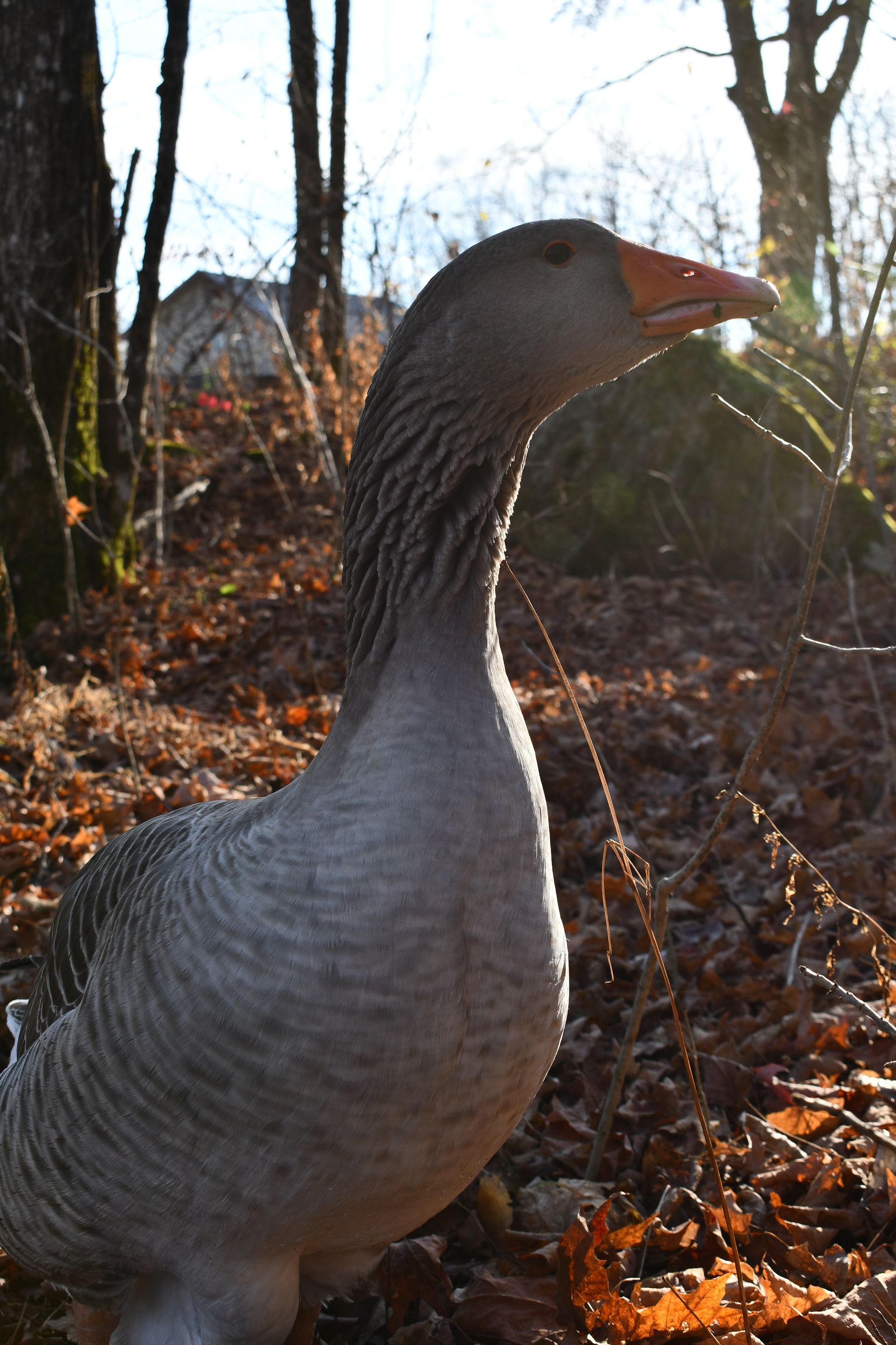 Resident guard goose explores Cat Bow Brook at Ostara's Grove, Vermont flower farm