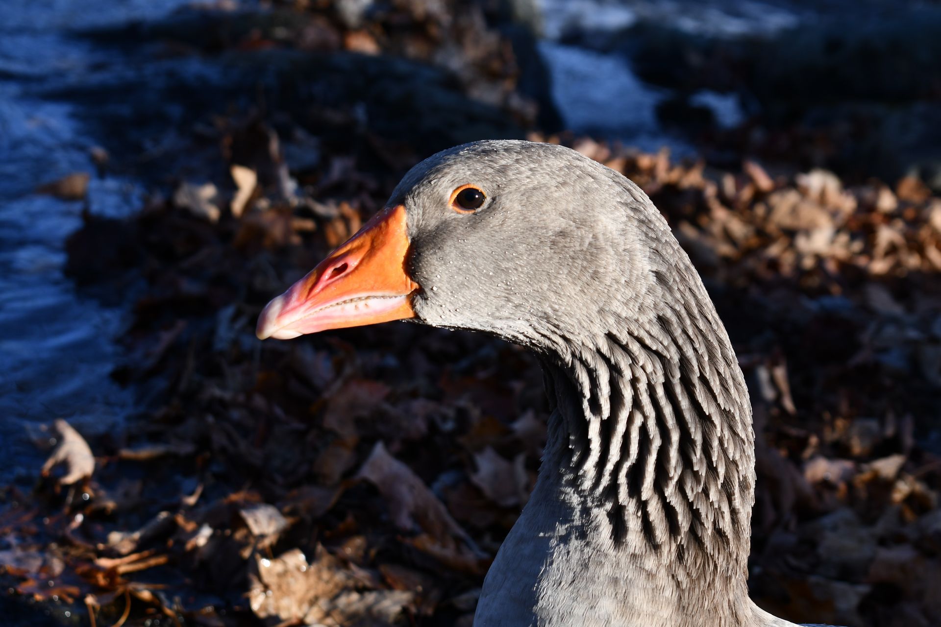 Goosey Lawless, resident guard goose, enjoys the brook at Ostara's Grove flower farm in Lunenburg, Vermont