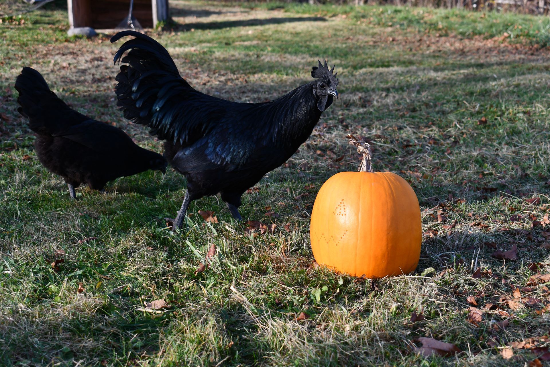 Ayam Cemanis gather around a jack-o'-lantern at Ostara's Grove, Vermont flower farm