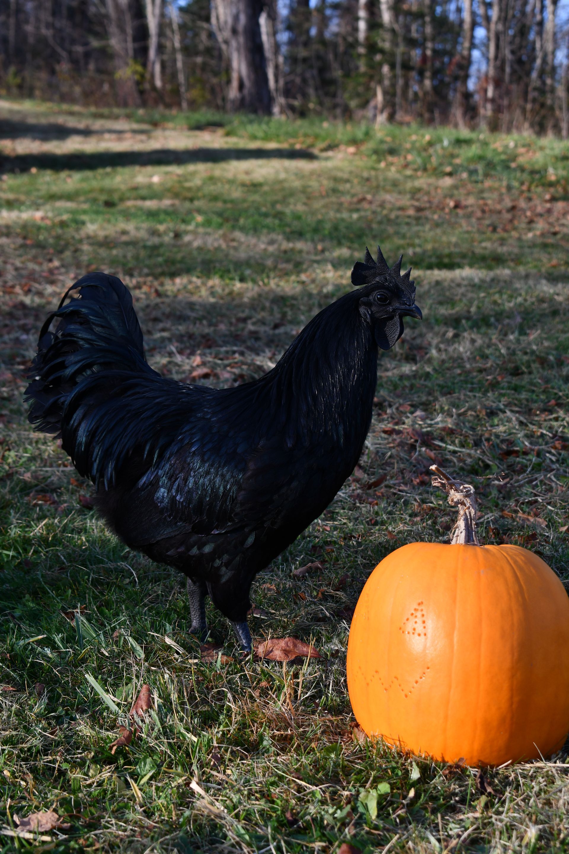 An ayam cemani grazes nearby a pumpkin at Ostara's Grove, Vermont pumpkin patch