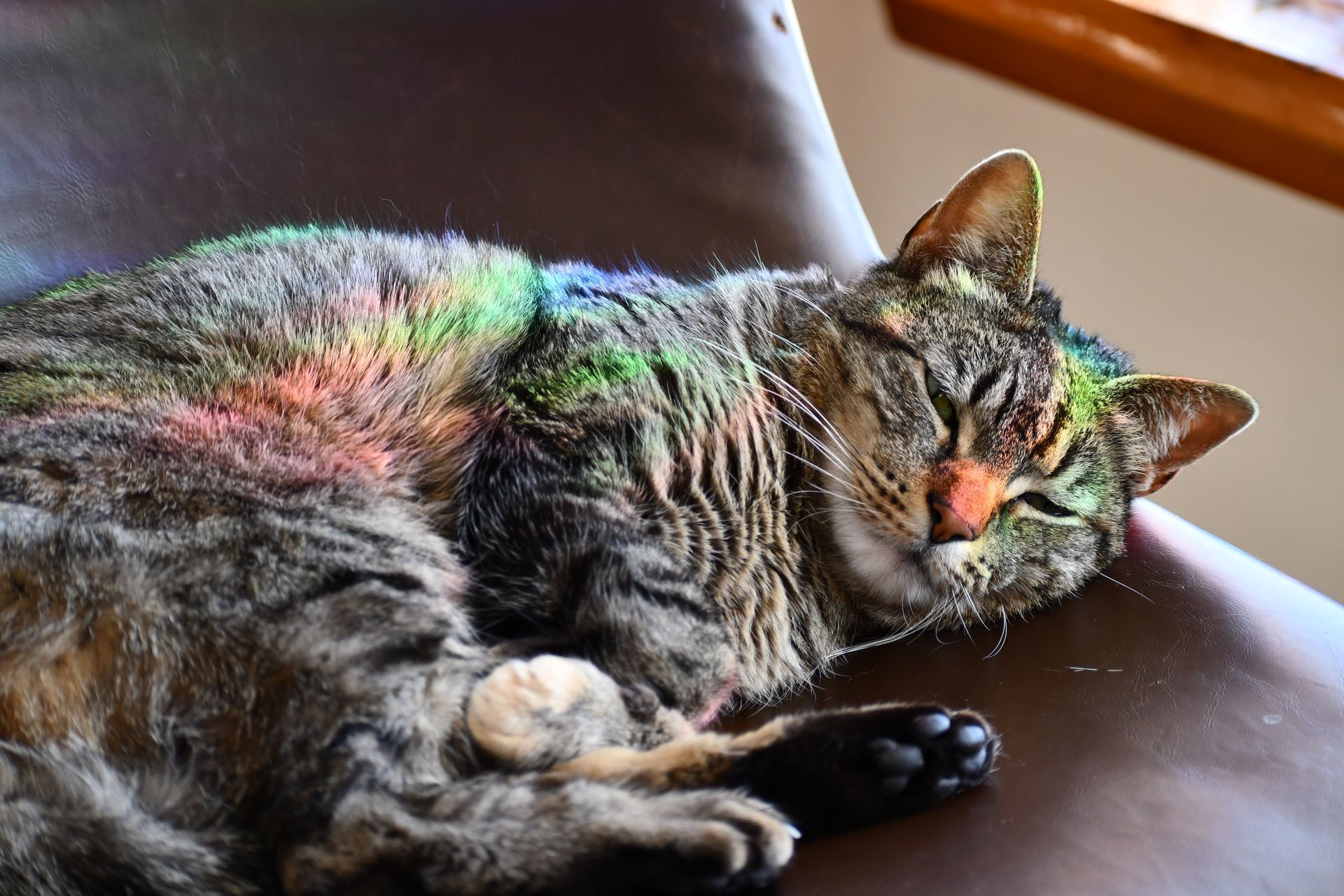 Tigerlily, one of the resident house cats, naps in rainbow lighting at Ostara's Grove, Vermont flower farm