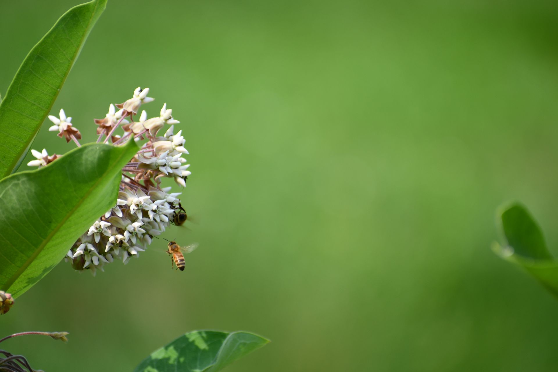 Pollinators gather pollen from Vermont-native milkweed at Ostara's Grove Flower Farm
