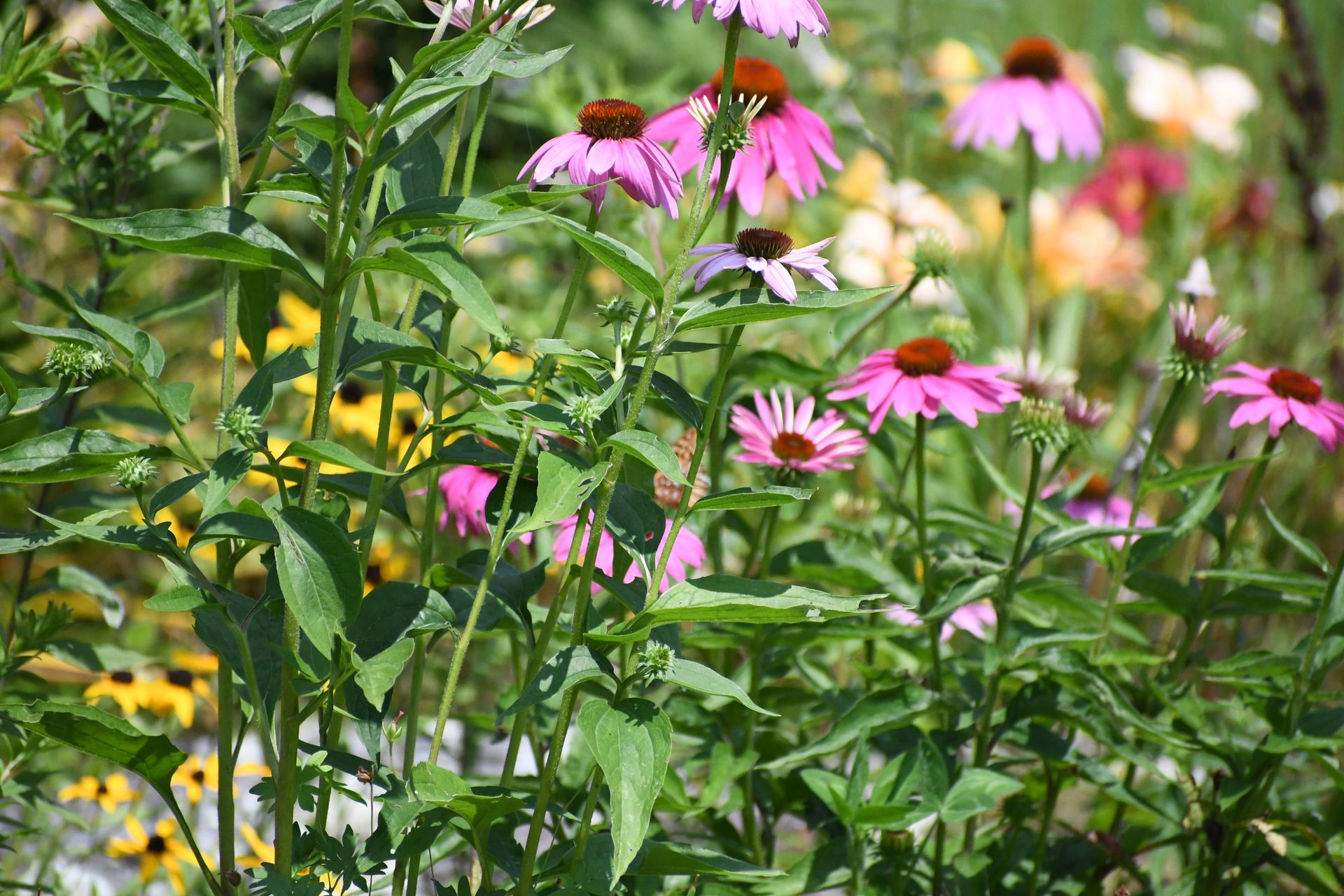 Purple coneflowers bloom at Ostara's Grove Flower farm in Lunenburg, Vermont