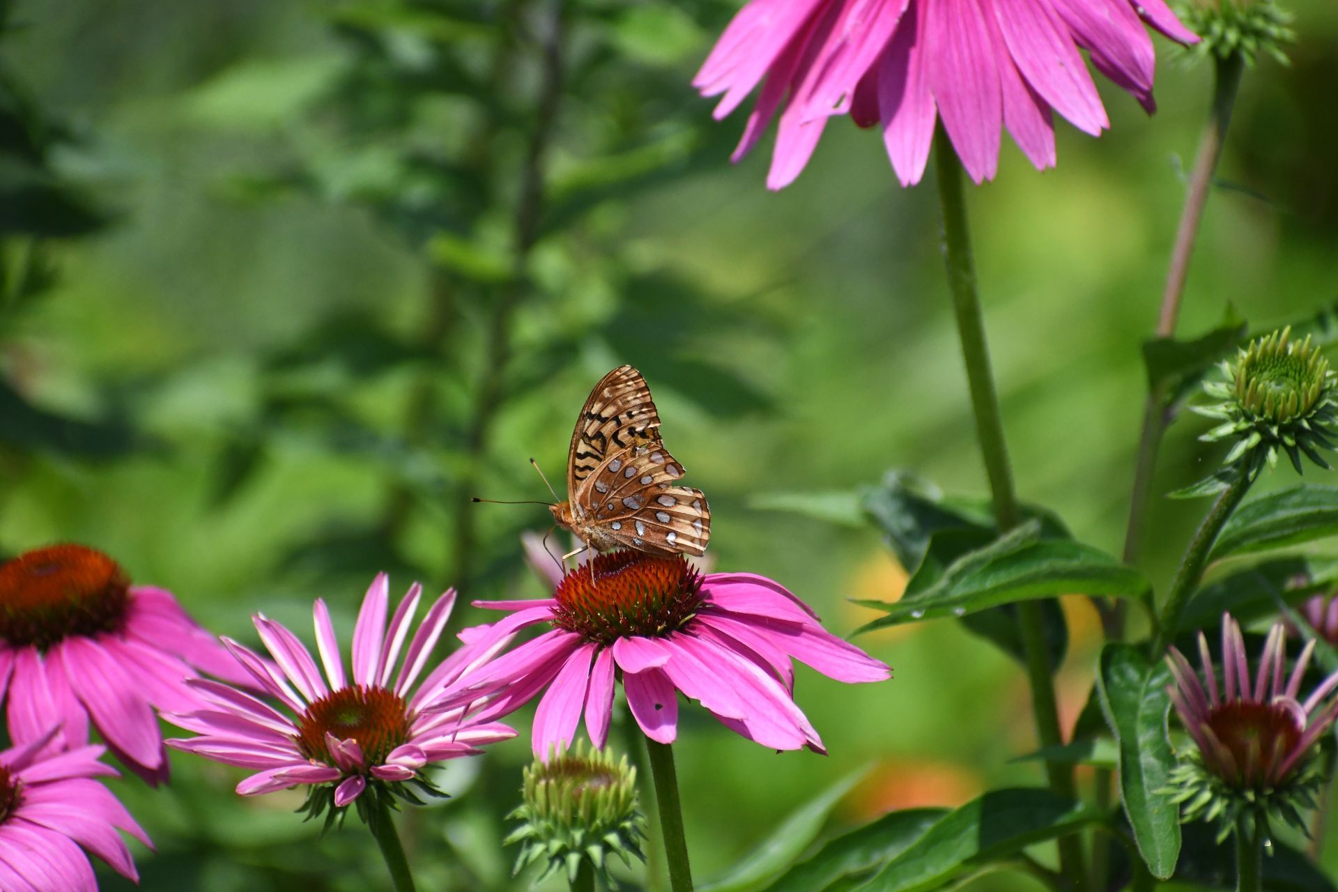 A fritillary butterfly gathers pollen from purple coneflowers at Ostara's Grove, Vermont flower farm