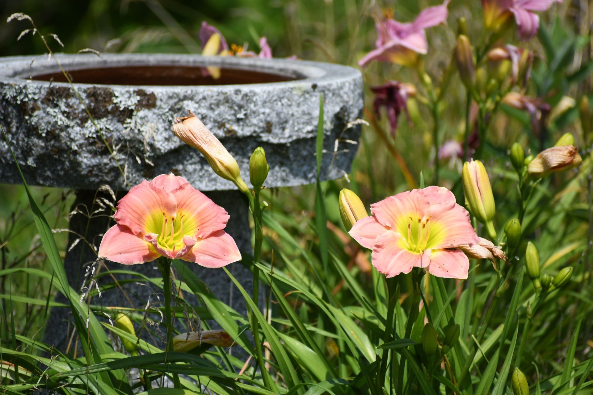 Pink daylilies in bloom near a bird bath at Ostara's Grove, Vermont flower farm