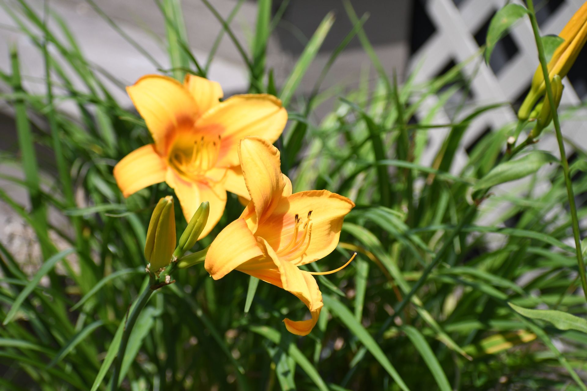 Orange daylilies in bloom at Ostara's Grove, Vermont flower farm