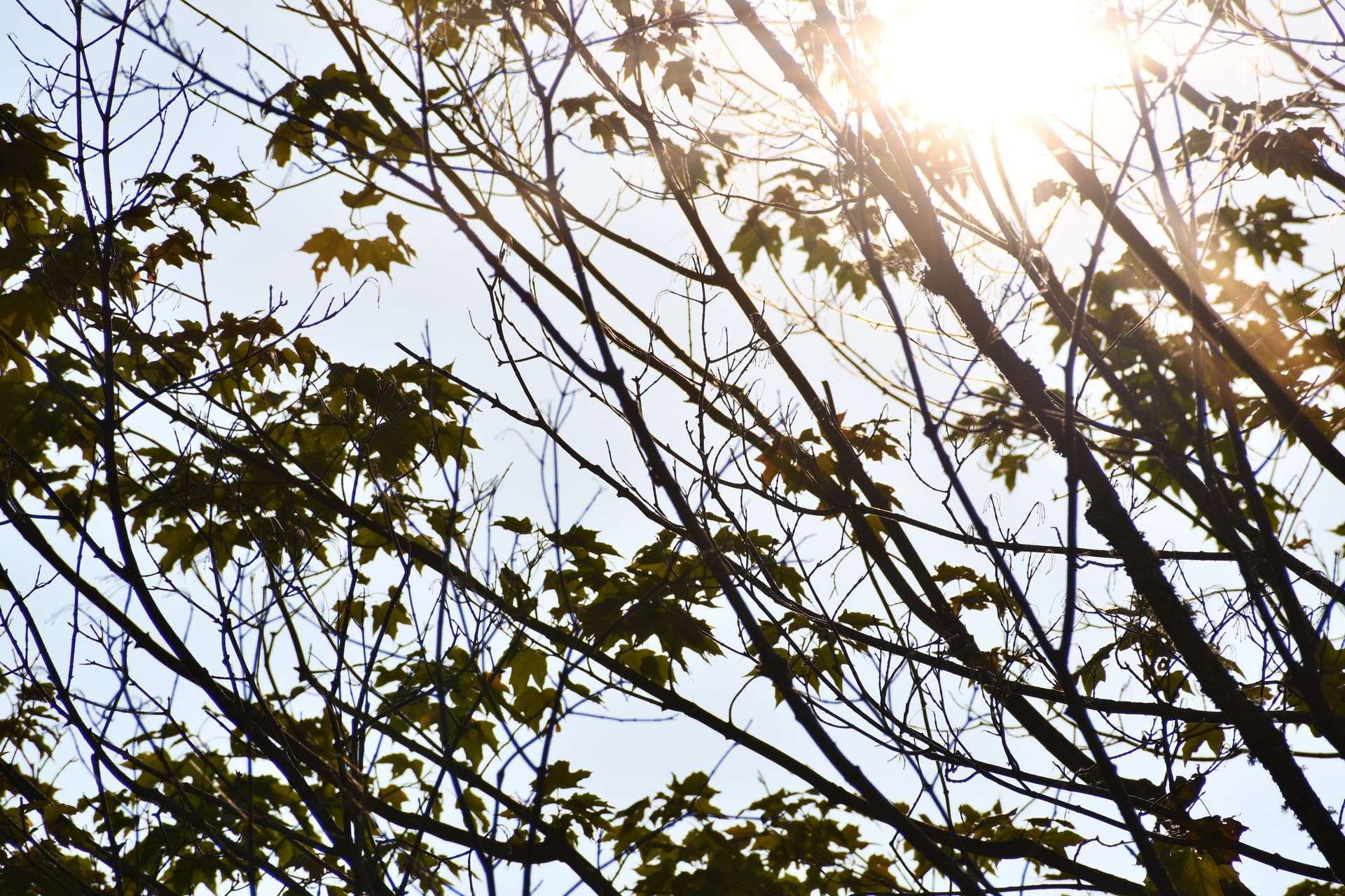 Sun shines through maple trees at Ostara's Grove, Vermont flower farm and pumpkin patch in Lunenburg